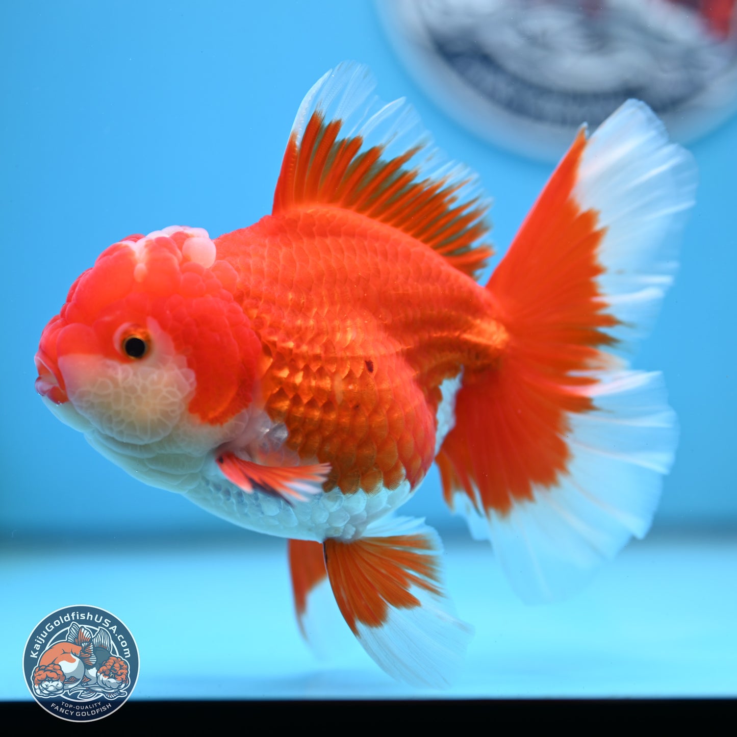 Red White Orchid Tail Oranda 4 inches Body - Female (250214_OR15)