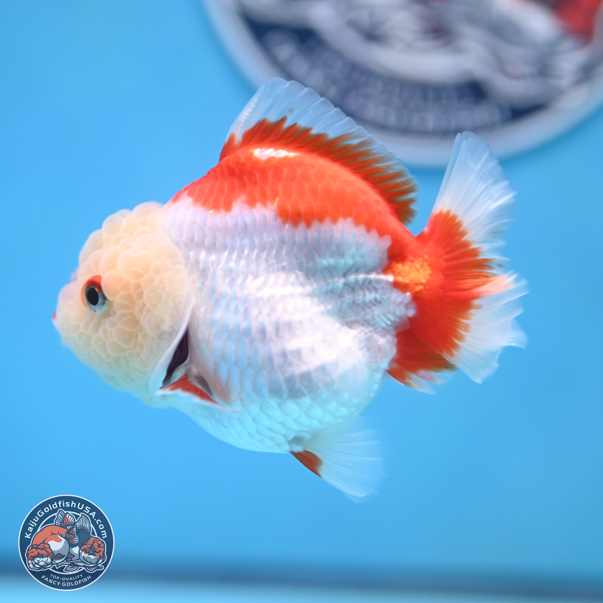 Red White YuanBao Oranda 3.25 inches Body - Female (250103_OR15) - Kaiju Goldfish USA