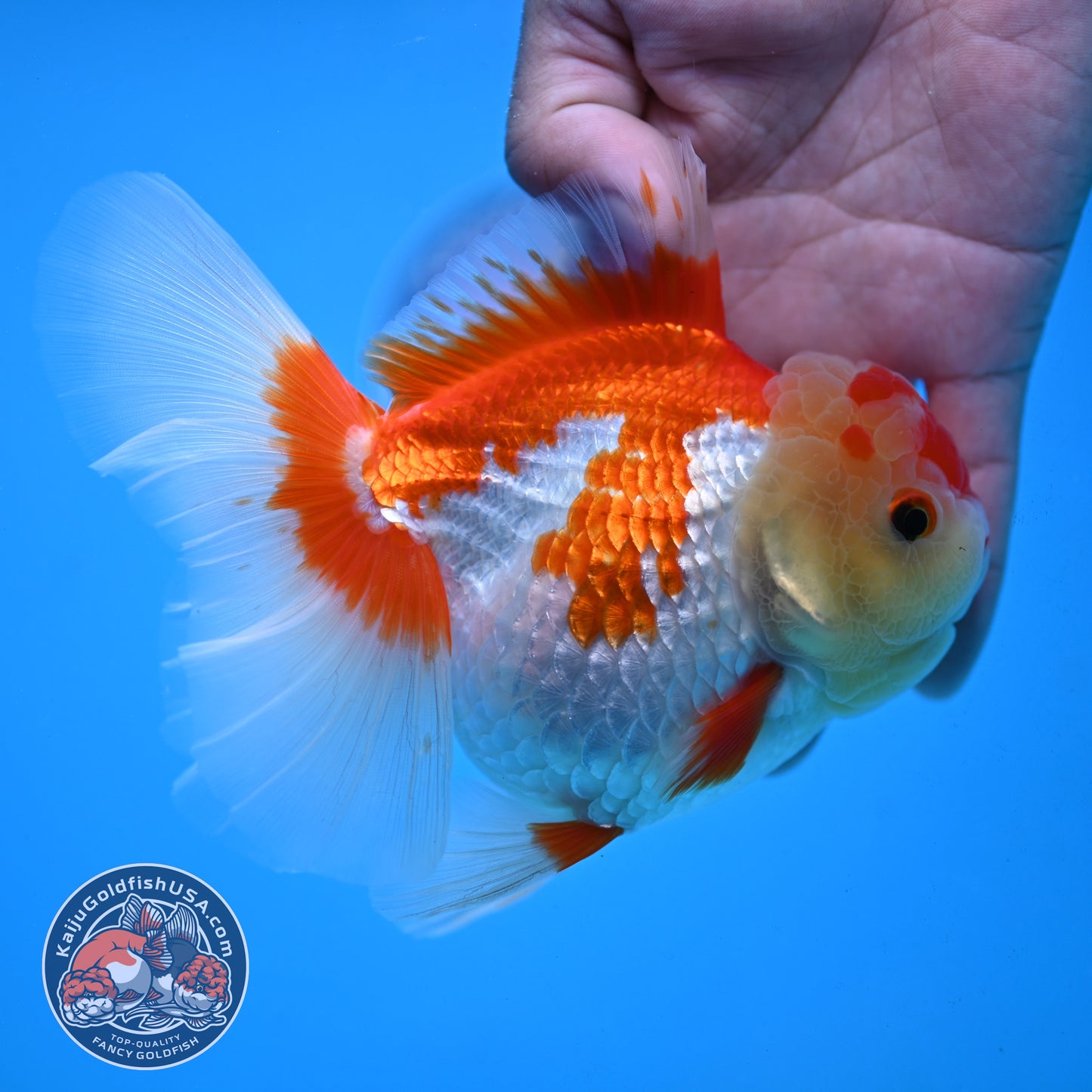 Red White Rose Tail Oranda 4 inch Body (251003_OR15)