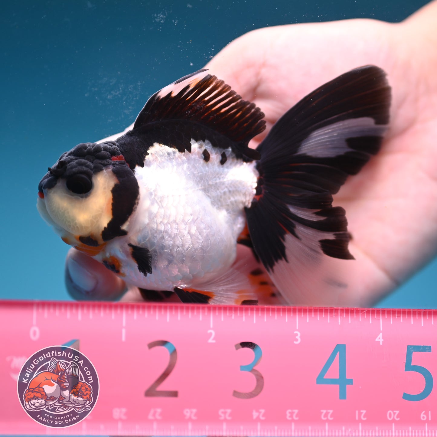 READ DESCRIPTION - Panda Butterfly Tail Oranda 3 inch Body (250822_OR15)