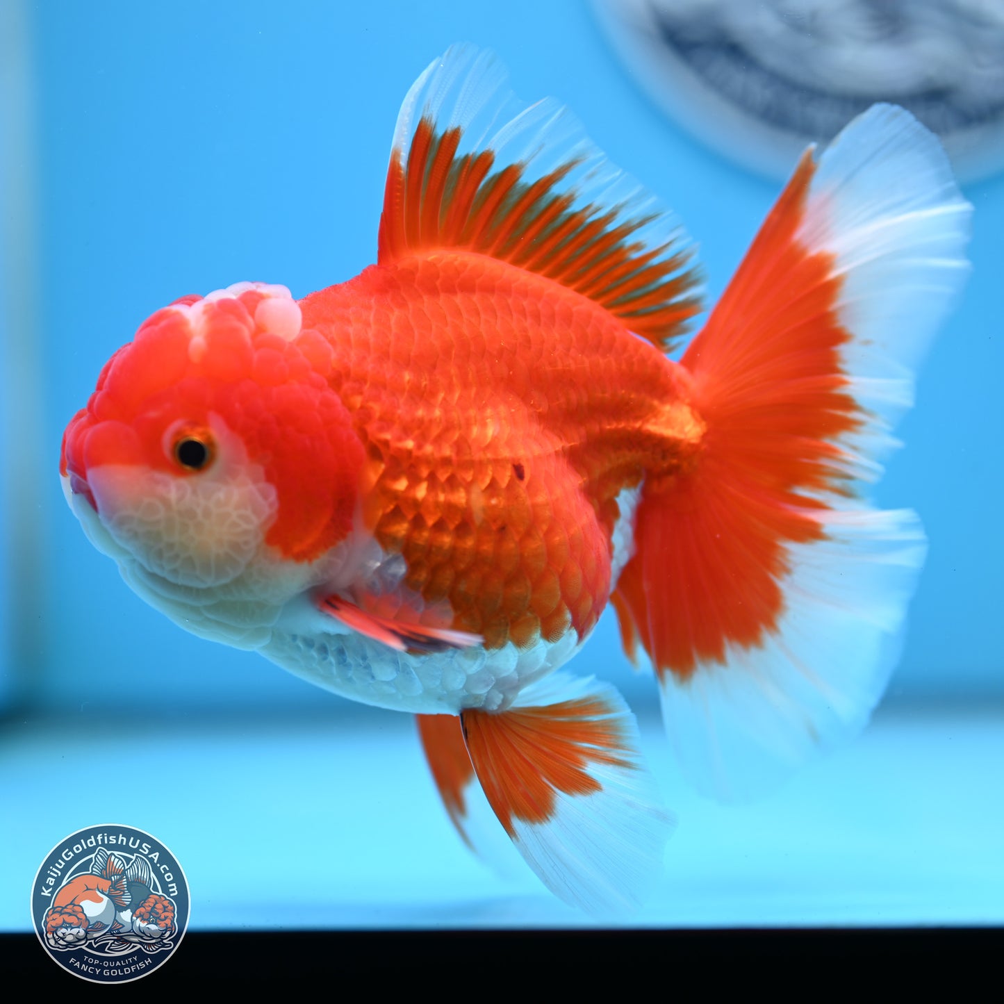 Red White Orchid Tail Oranda 4 inches Body - Female (250214_OR15)