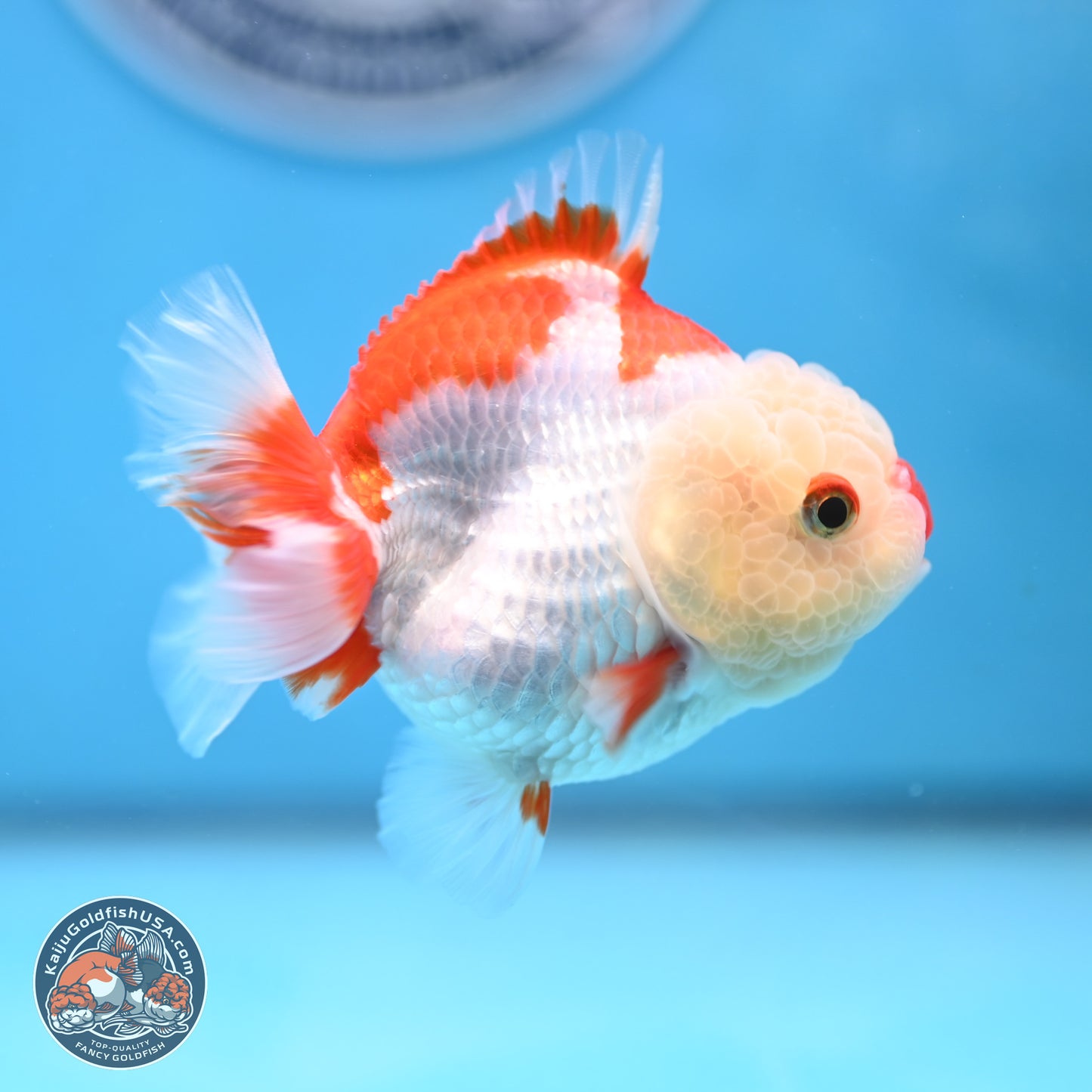 Red White YuanBao Oranda 3.25 inches Body - Female (250103_OR15) - Kaiju Goldfish USA