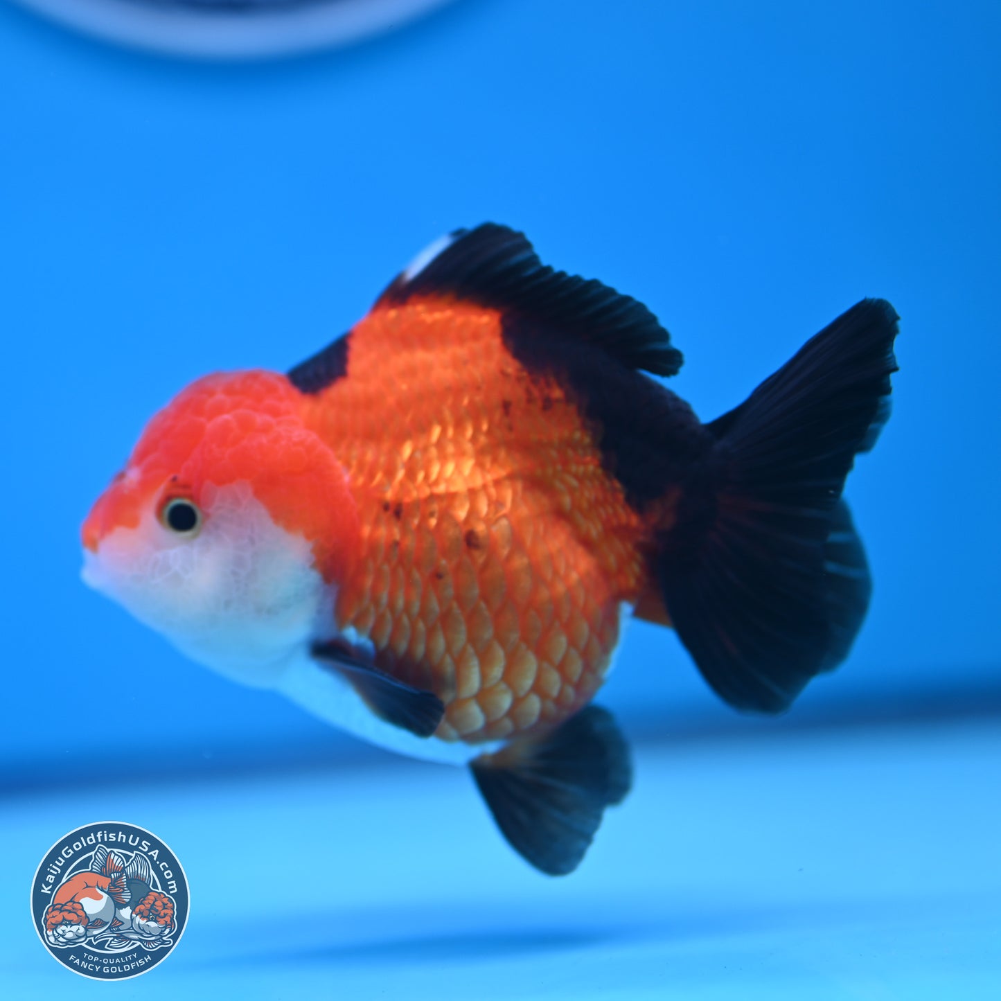 Tricolor Oranda 3.5-4 inches (241004_OR15) - Kaiju Goldfish USA