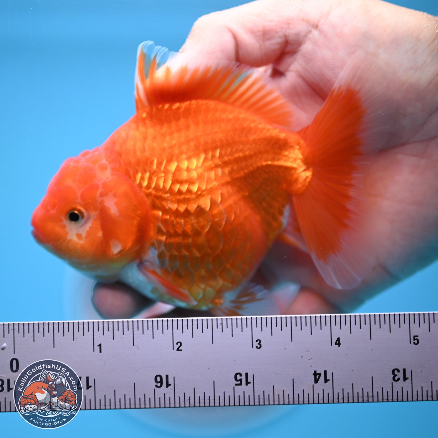 Classic Red YuanBao Oranda 4.5 inches - Female (241122_OR15) - Kaiju Goldfish USA