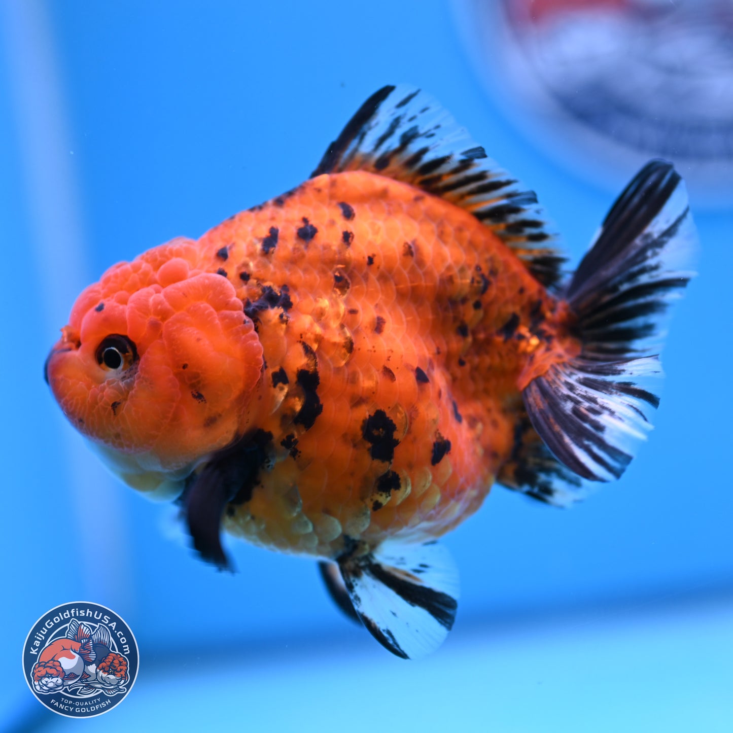 Shogun Tiger YuanBao Oranda 3.5in Body (240802_OR15) - Kaiju Goldfish USA