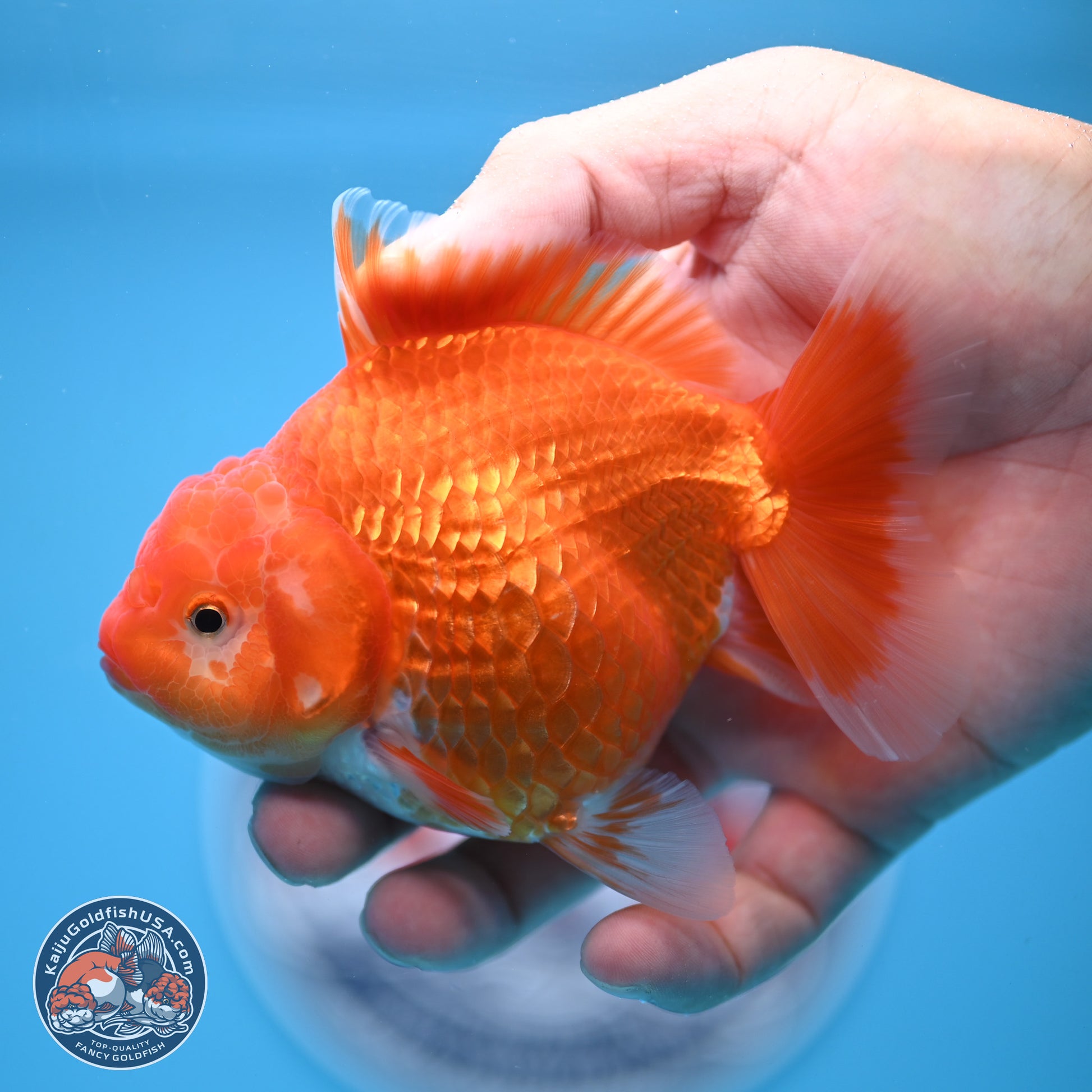 Classic Red YuanBao Oranda 4.5 inches - Female (241122_OR15) - Kaiju Goldfish USA