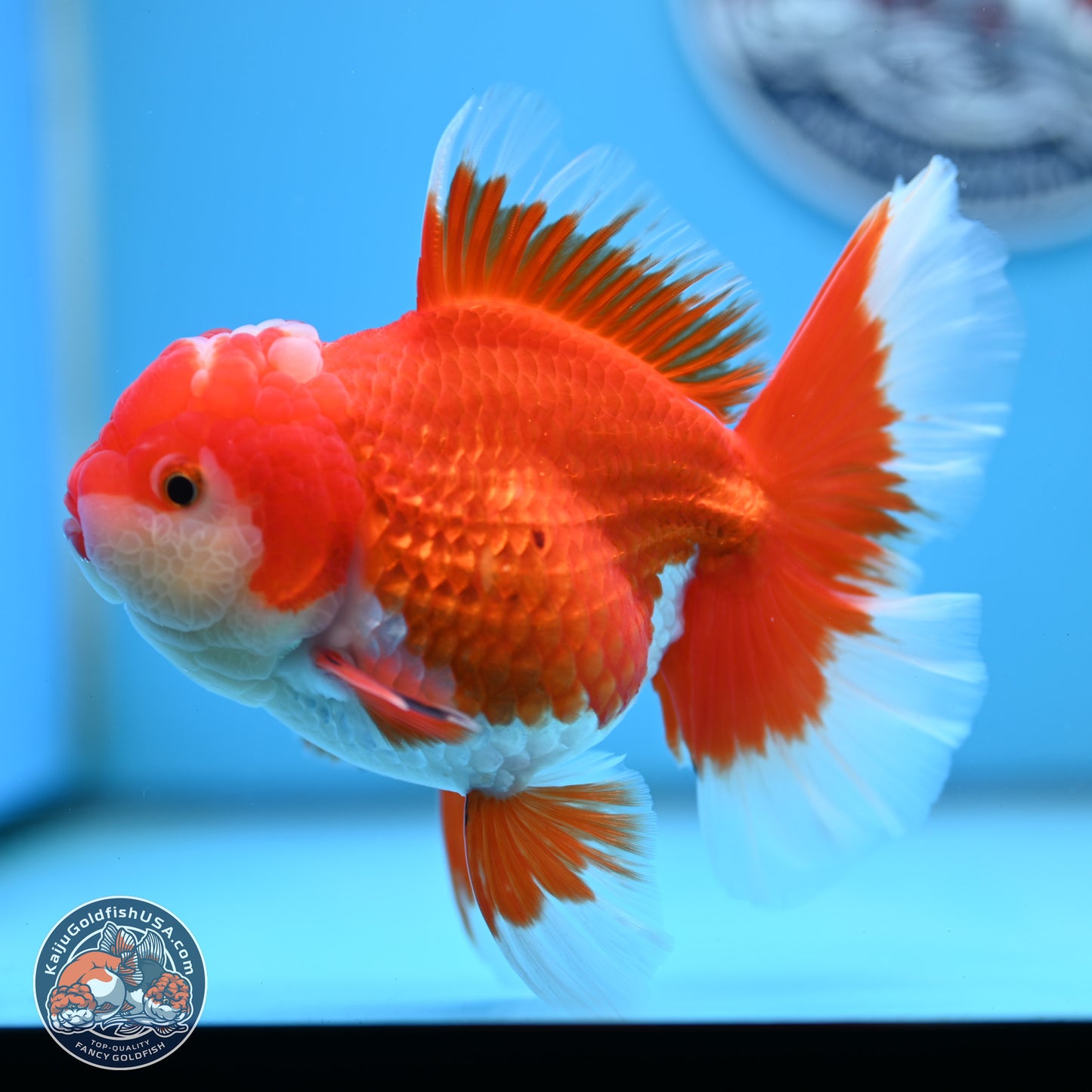 Red White Orchid Tail Oranda 4 inches Body - Female (250214_OR15)