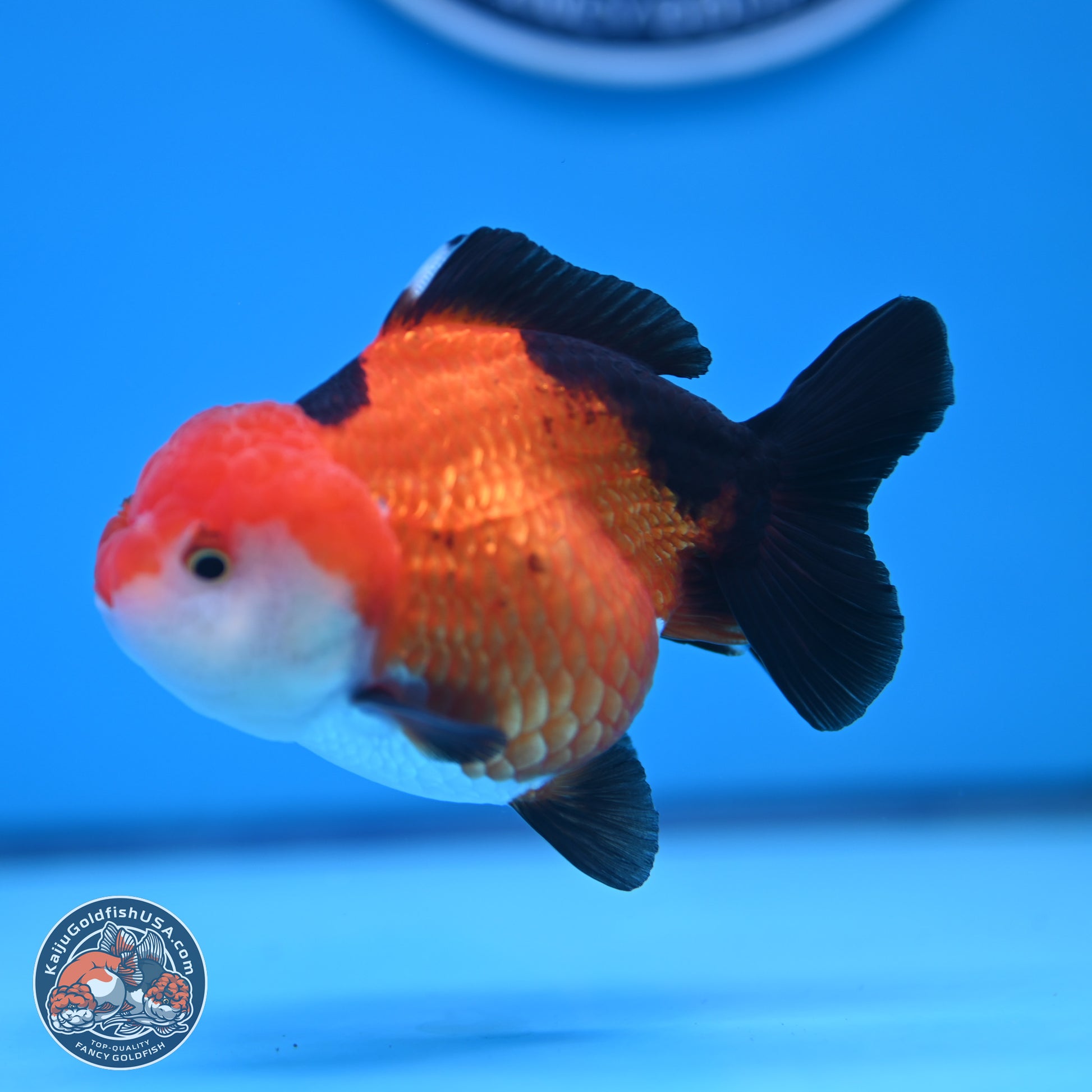 Tricolor Oranda 3.5-4 inches (241004_OR15) - Kaiju Goldfish USA