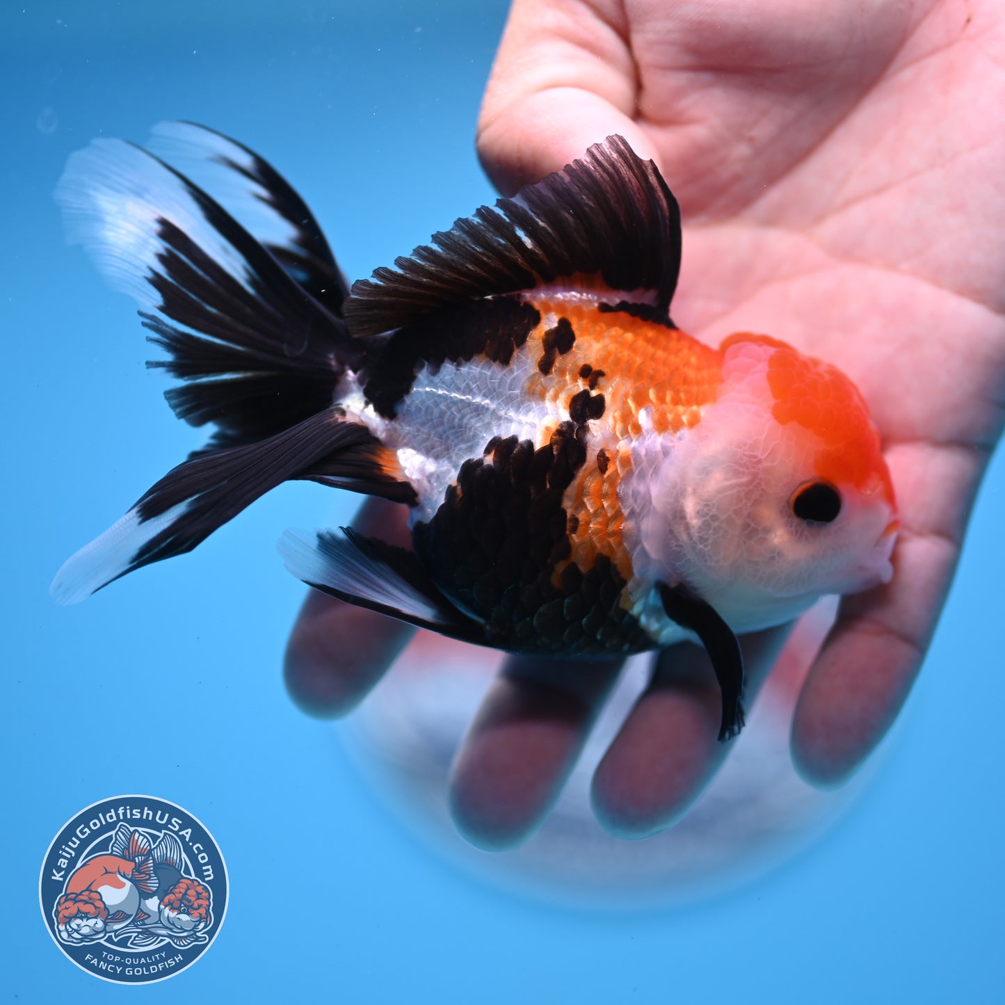 Tricolor Oranda 3.25 inches Body (250530_OR15)