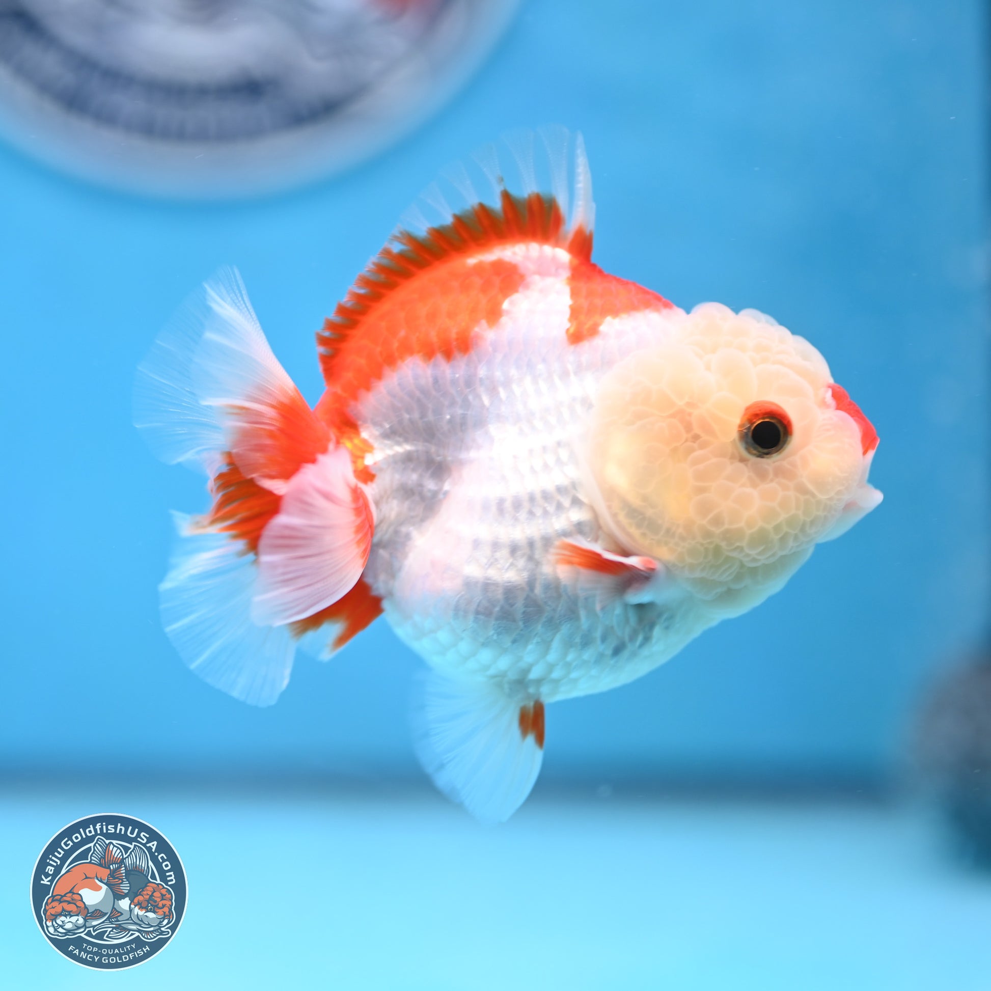 Red White YuanBao Oranda 3.25 inches Body - Female (250103_OR15) - Kaiju Goldfish USA