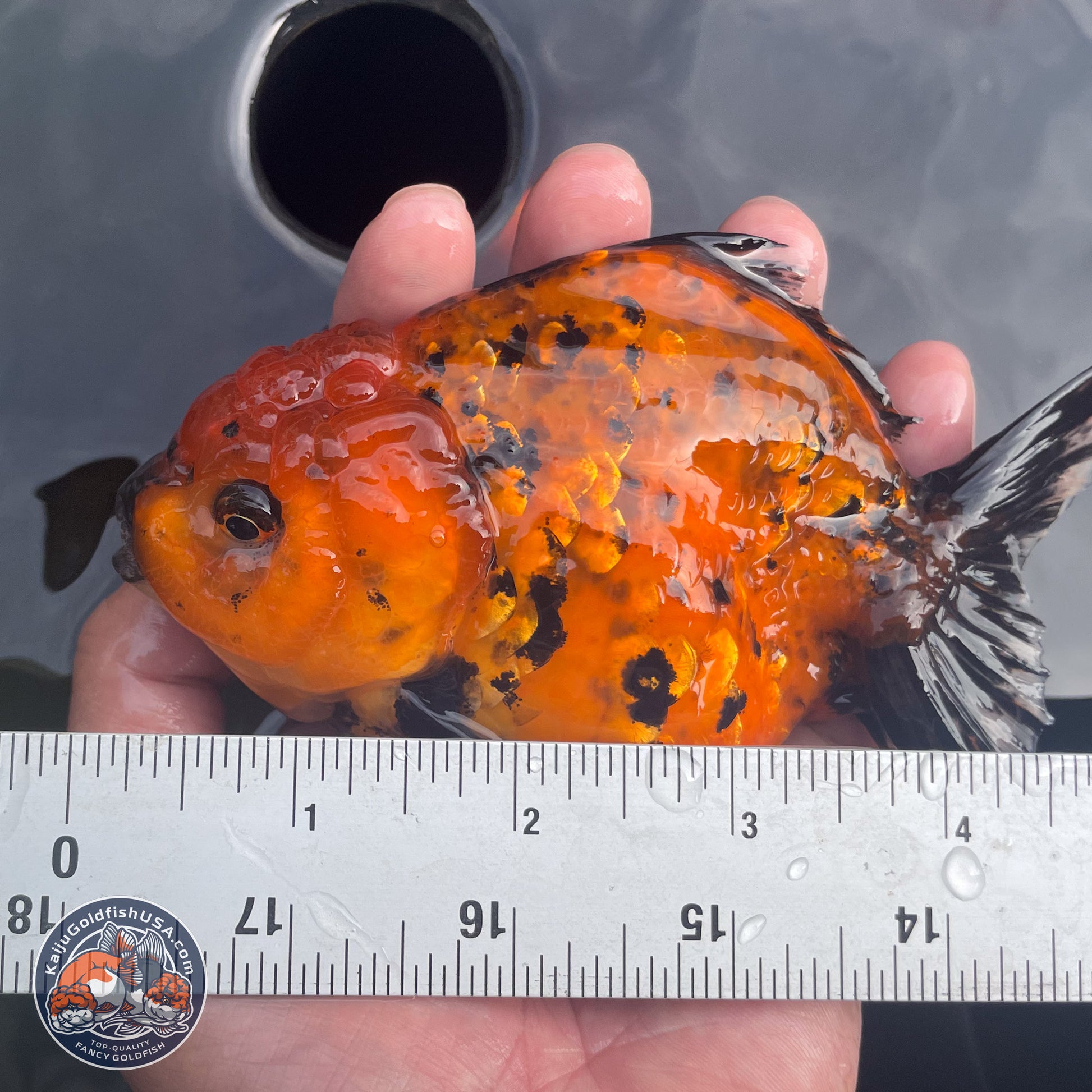 Shogun Tiger YuanBao Oranda 3.5in Body (240802_OR15) - Kaiju Goldfish USA