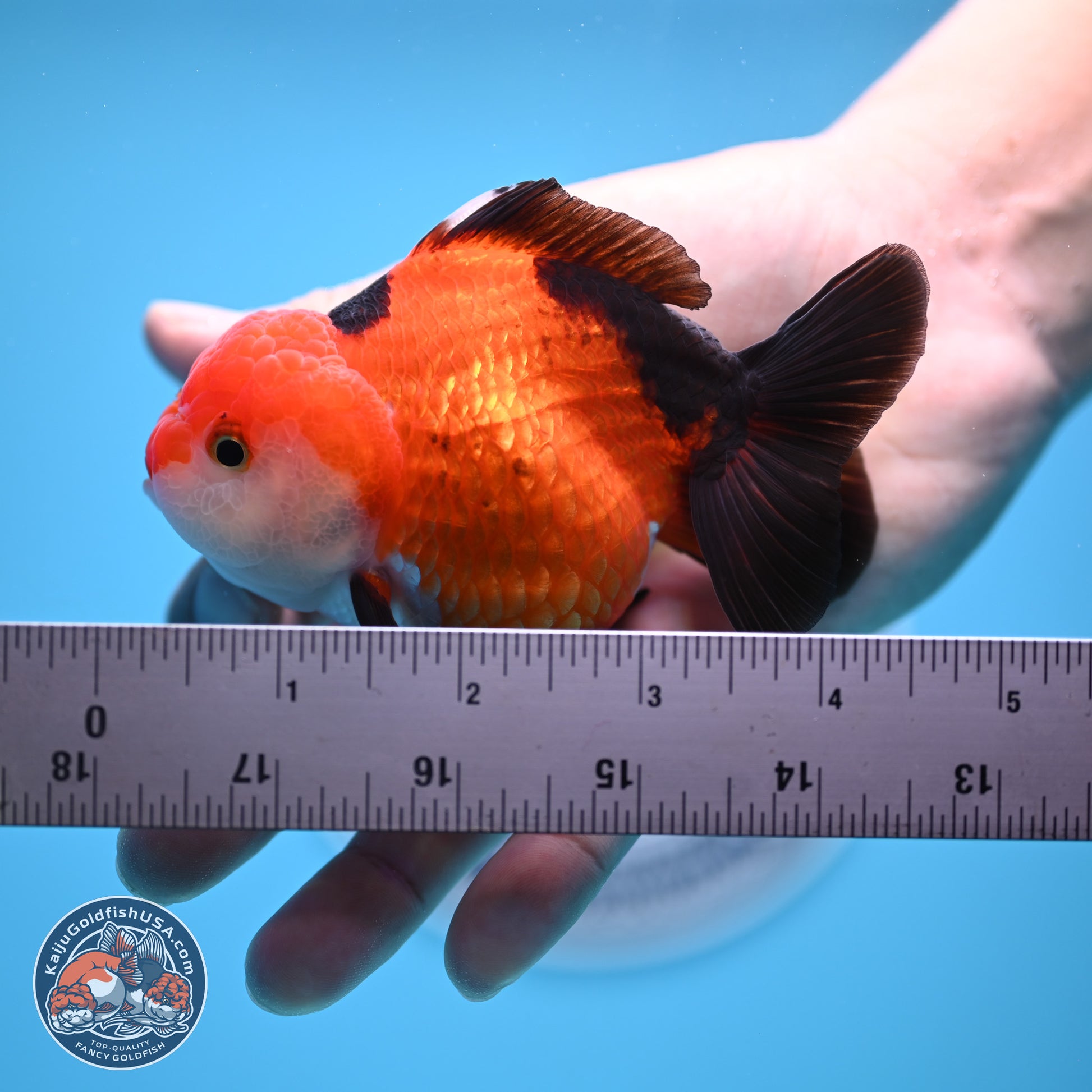 Tricolor Oranda 3.5-4 inches (241004_OR15) - Kaiju Goldfish USA