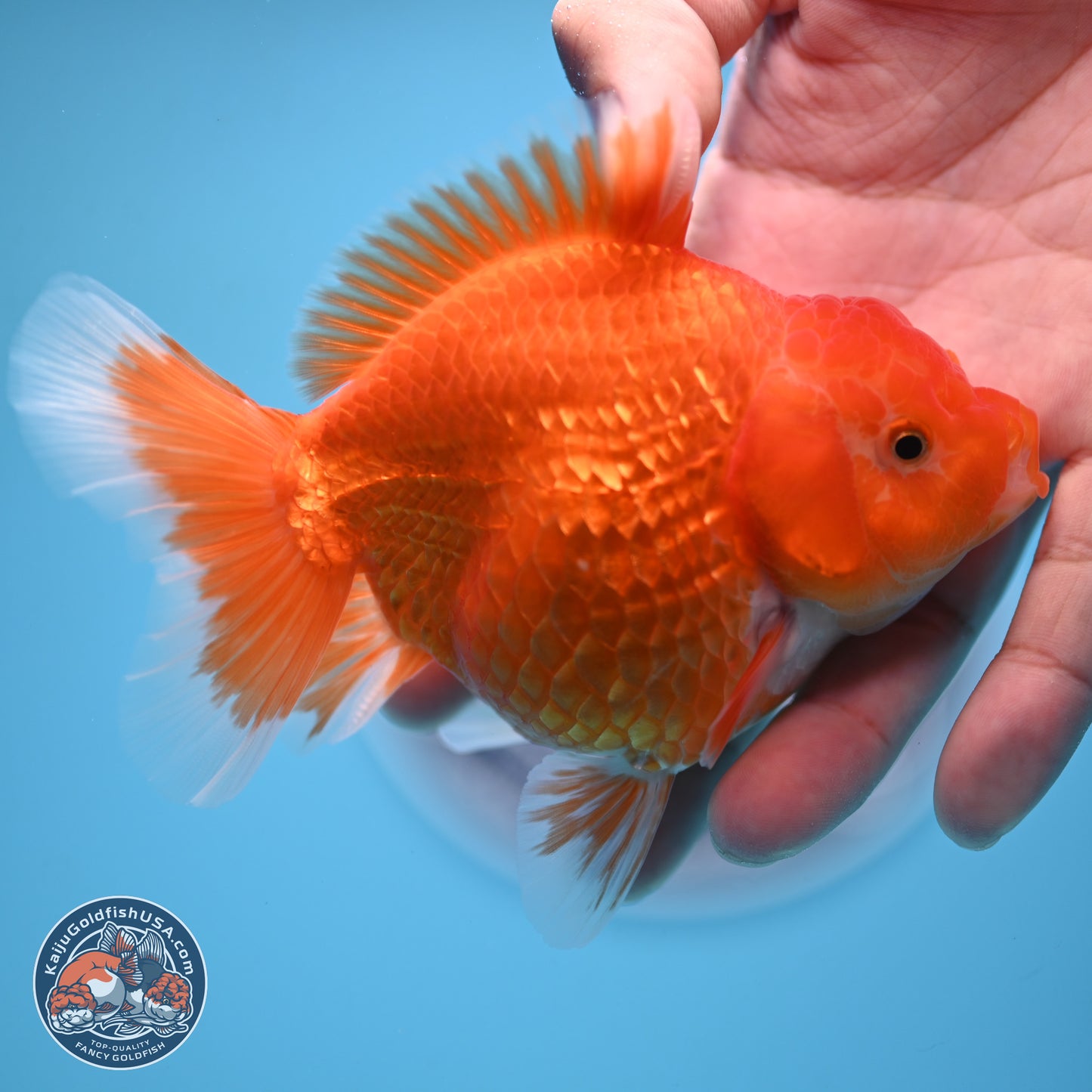 Classic Red YuanBao Oranda 4.5 inches - Female (241122_OR15) - Kaiju Goldfish USA