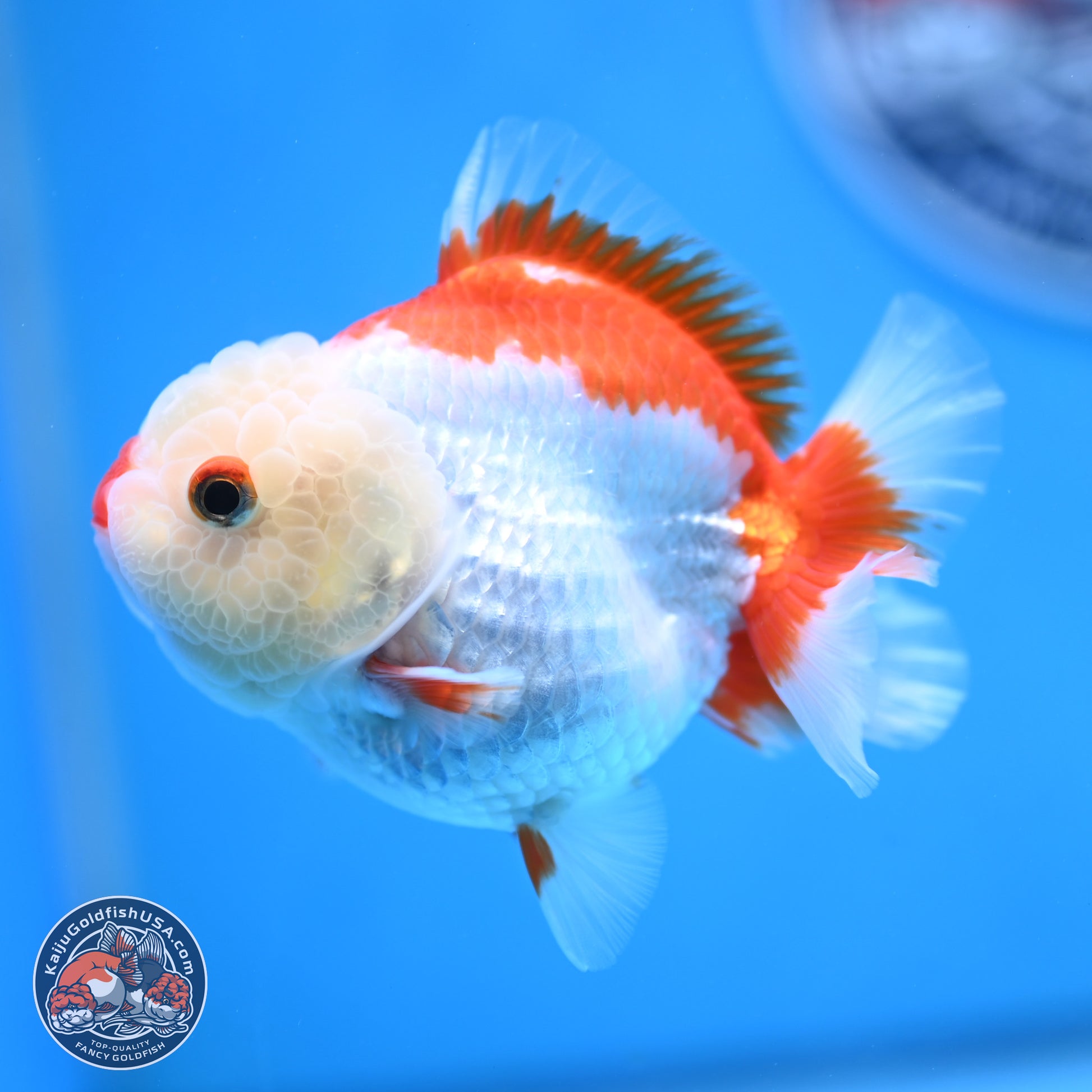 Red White YuanBao Oranda 3.25 inches Body - Female (250103_OR15) - Kaiju Goldfish USA