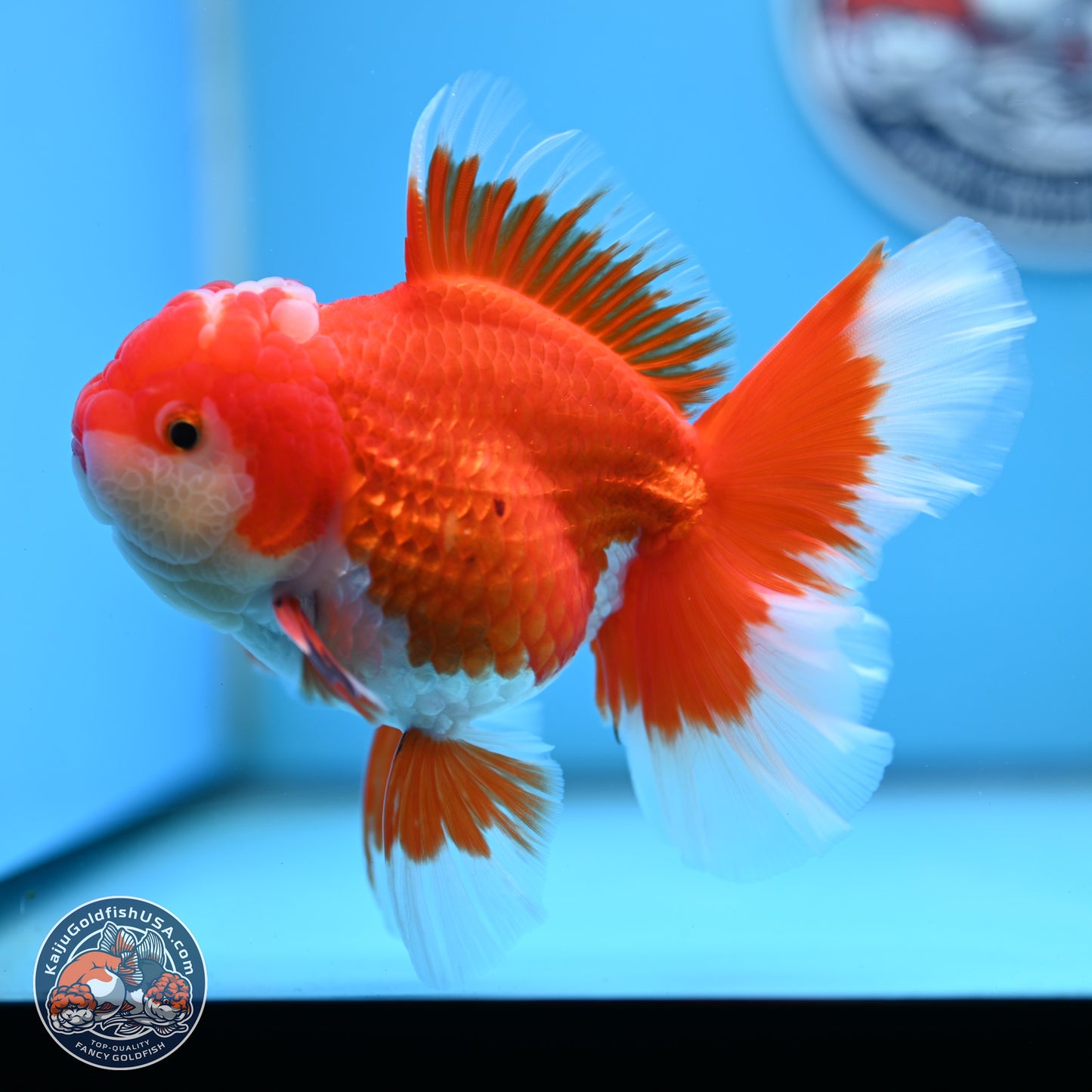 Red White Orchid Tail Oranda 4 inches Body - Female (250214_OR15)