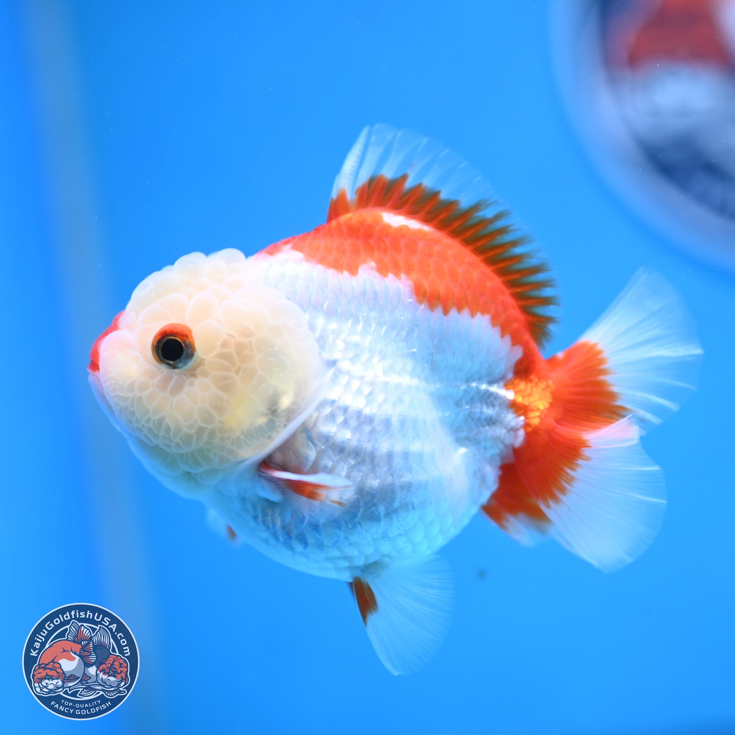 Red White YuanBao Oranda 3.25 inches Body - Female (250103_OR15) - Kaiju Goldfish USA