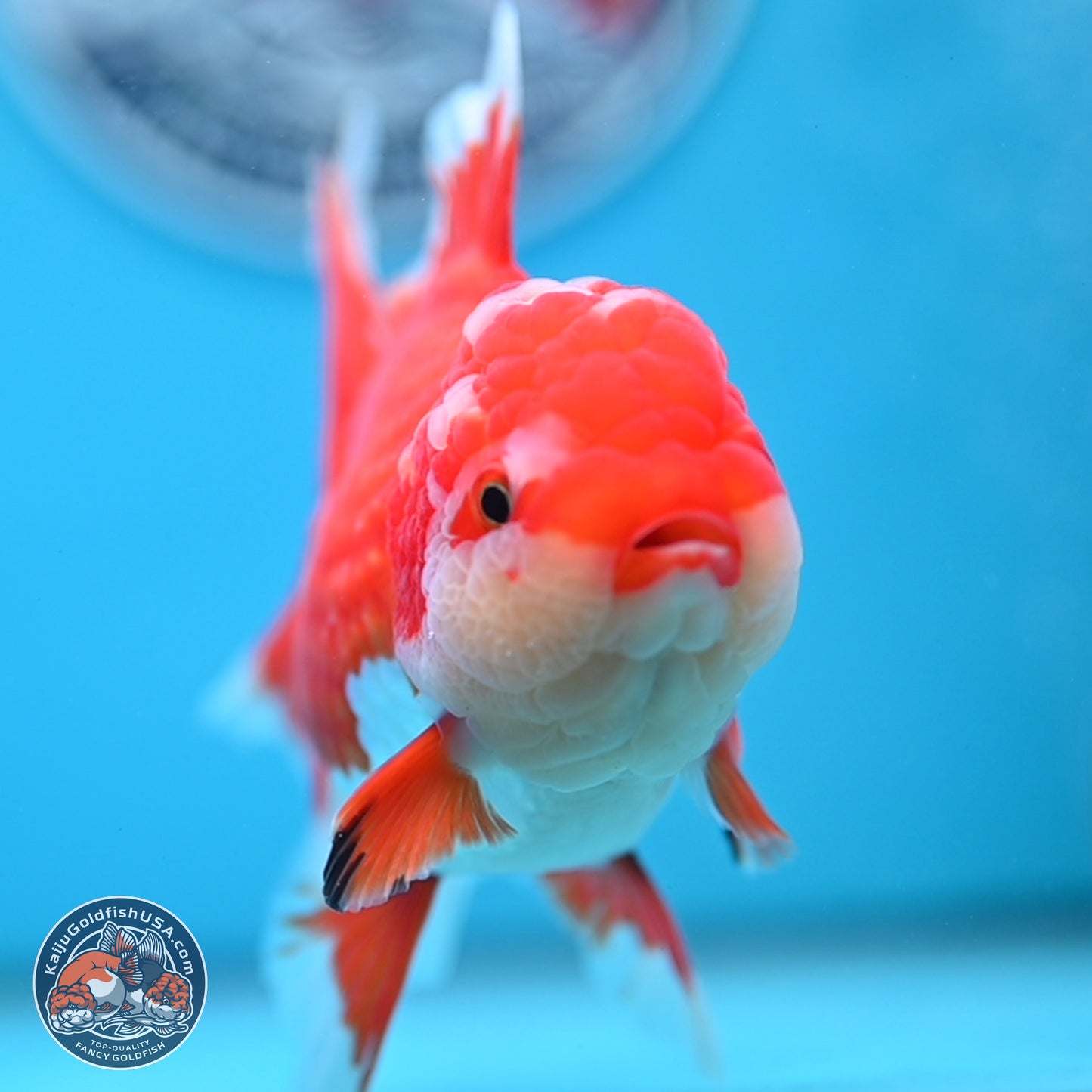 Red White Orchid Tail Oranda 4 inches Body - Female (250214_OR15)