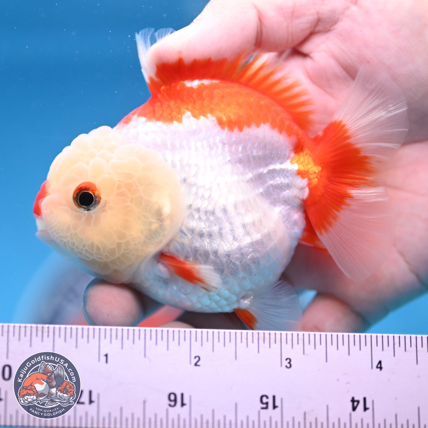 Red White YuanBao Oranda 3.25 inches Body - Female (250103_OR15) - Kaiju Goldfish USA