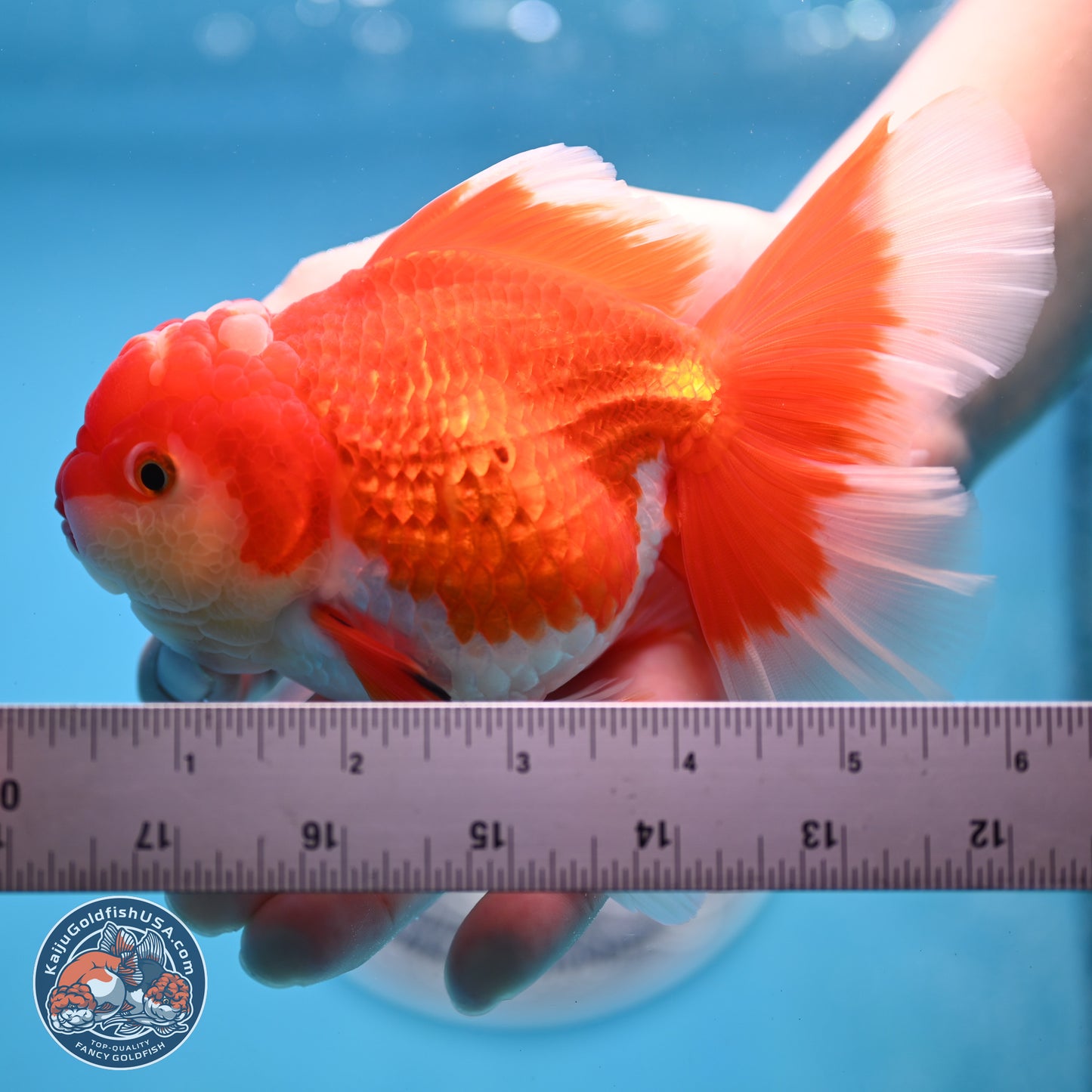 Red White Orchid Tail Oranda 4 inches Body - Female (250214_OR15)