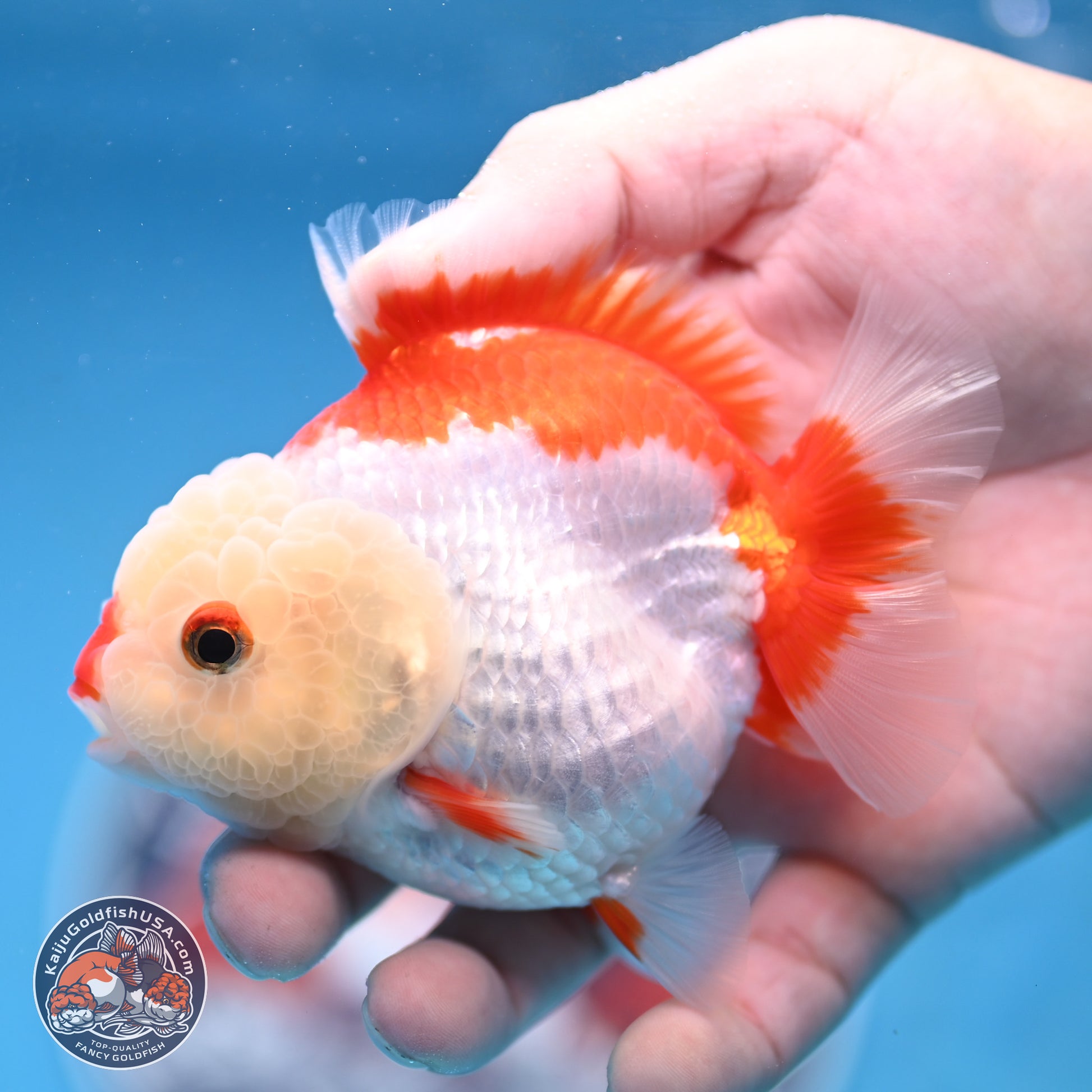 Red White YuanBao Oranda 3.25 inches Body - Female (250103_OR15) - Kaiju Goldfish USA