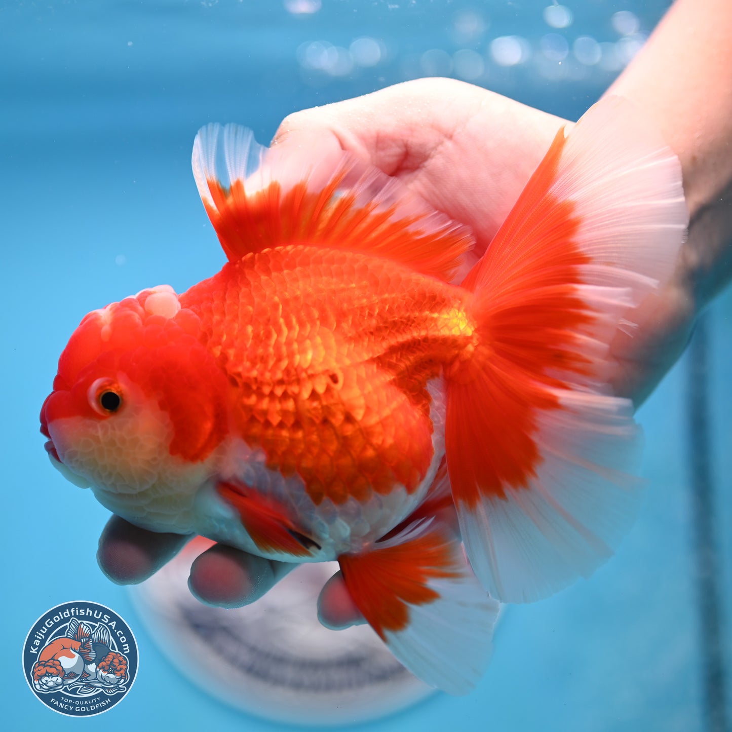 Red White Orchid Tail Oranda 4 inches Body - Female (250214_OR15)