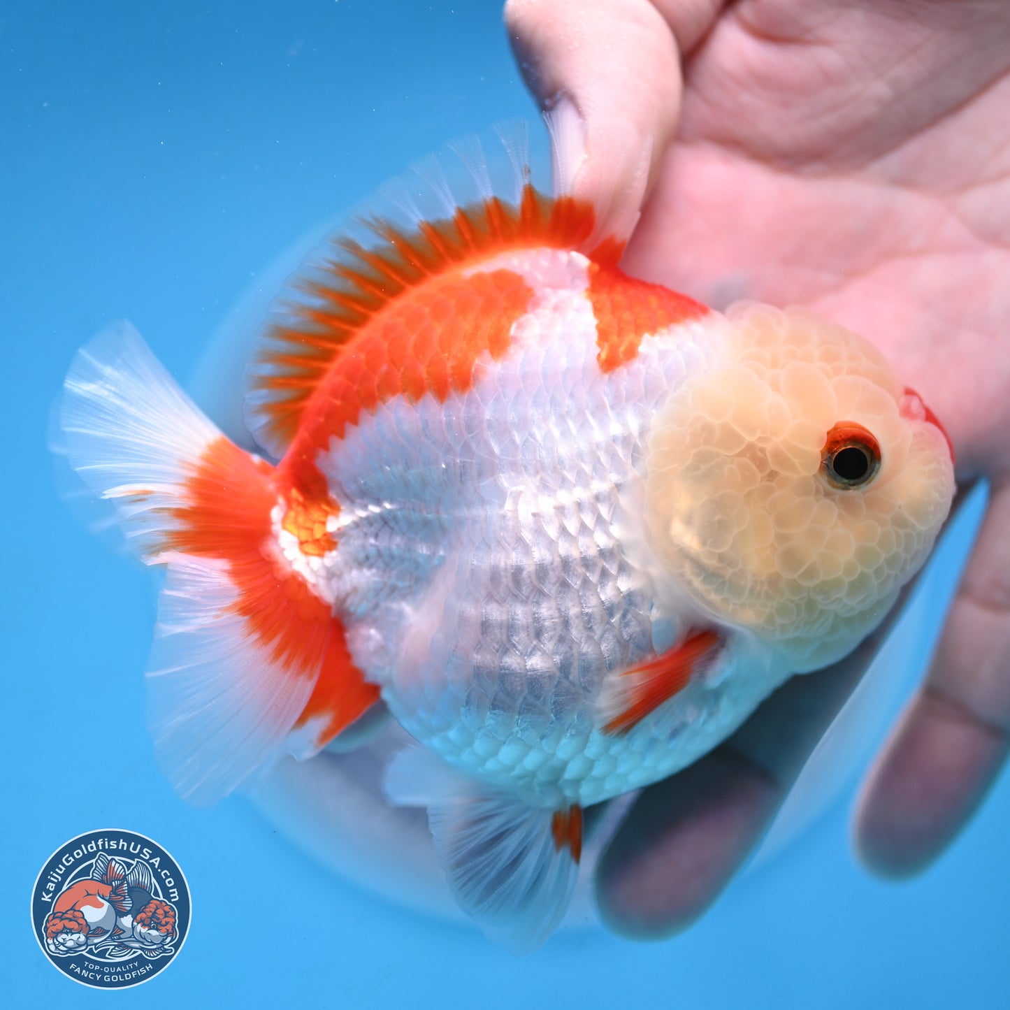 Red White YuanBao Oranda 3.25 inches Body - Female (250103_OR15) - Kaiju Goldfish USA