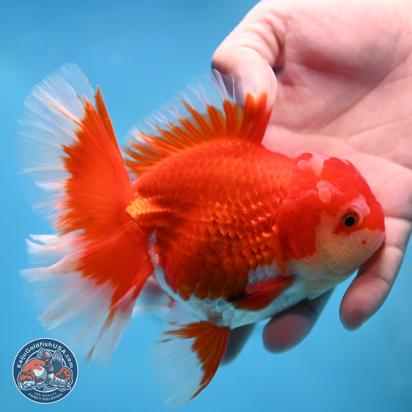 Red White Orchid Tail Oranda 4 inches Body - Female (250214_OR15)