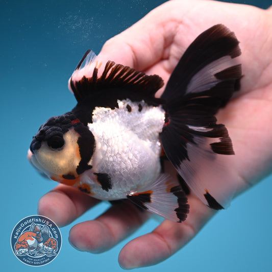 READ DESCRIPTION - Panda Butterfly Tail Oranda 3 inch Body (250822_OR15)
