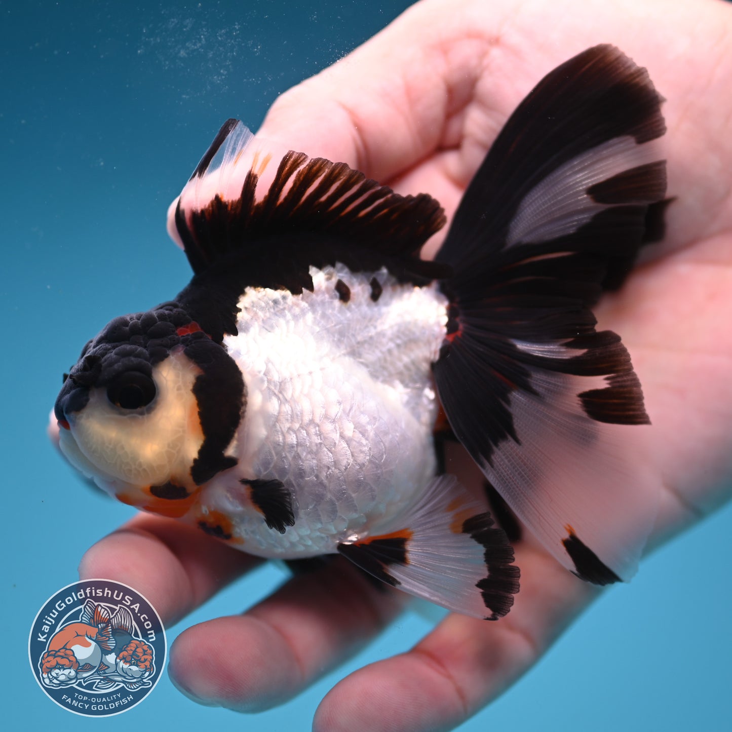 READ DESCRIPTION - Panda Butterfly Tail Oranda 3 inch Body (250822_OR15)
