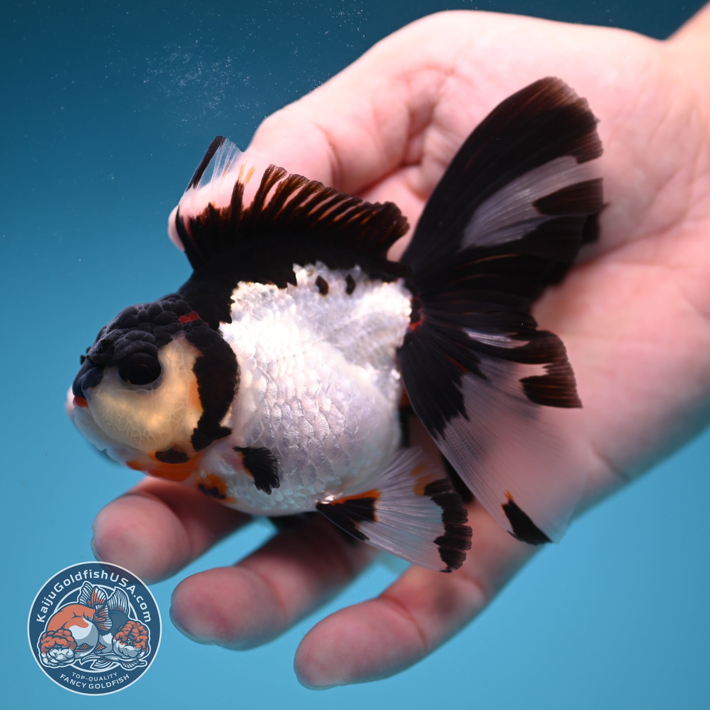 READ DESCRIPTION - Panda Butterfly Tail Oranda 3 inch Body (250822_OR15)