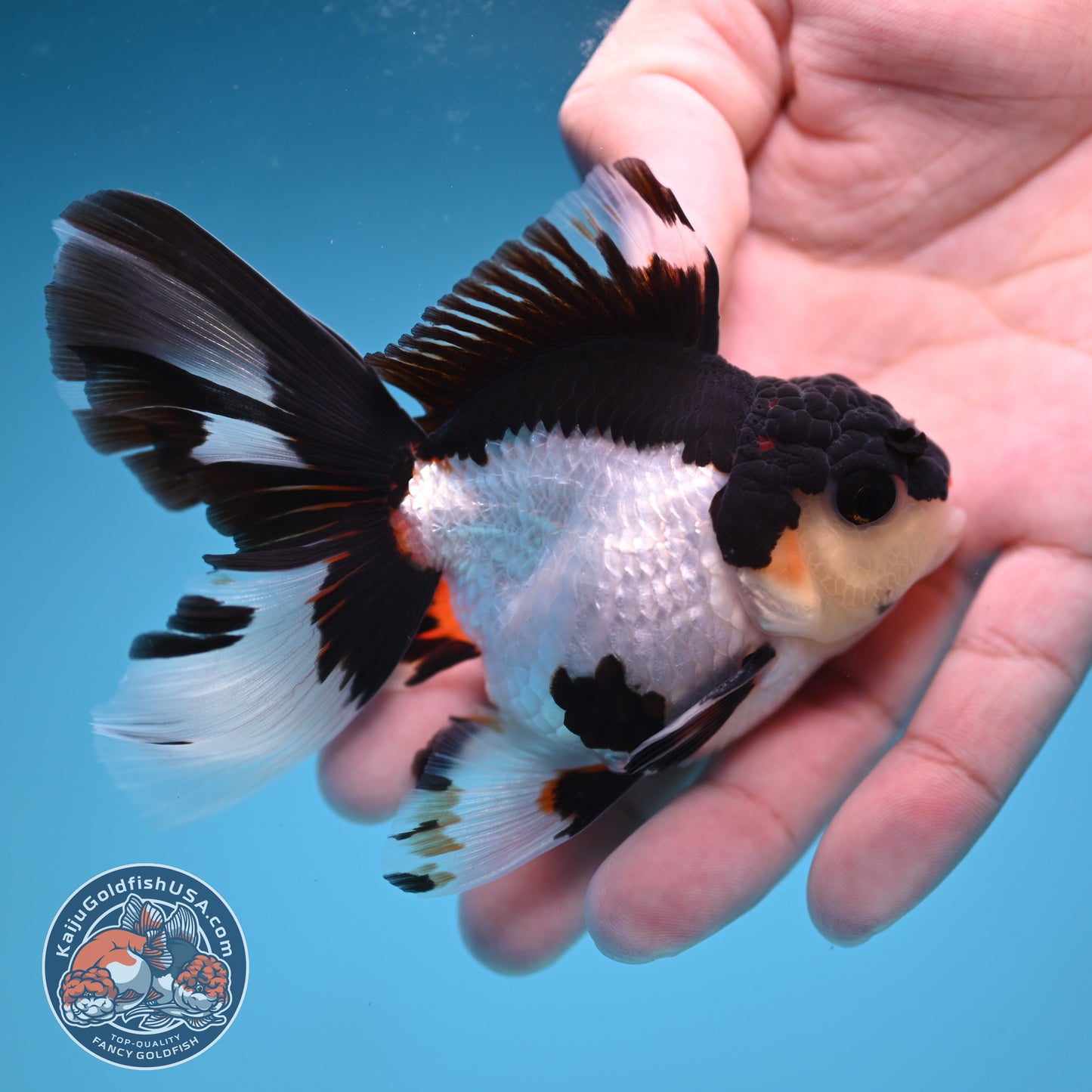 READ DESCRIPTION - Panda Butterfly Tail Oranda 3 inch Body (250822_OR15)
