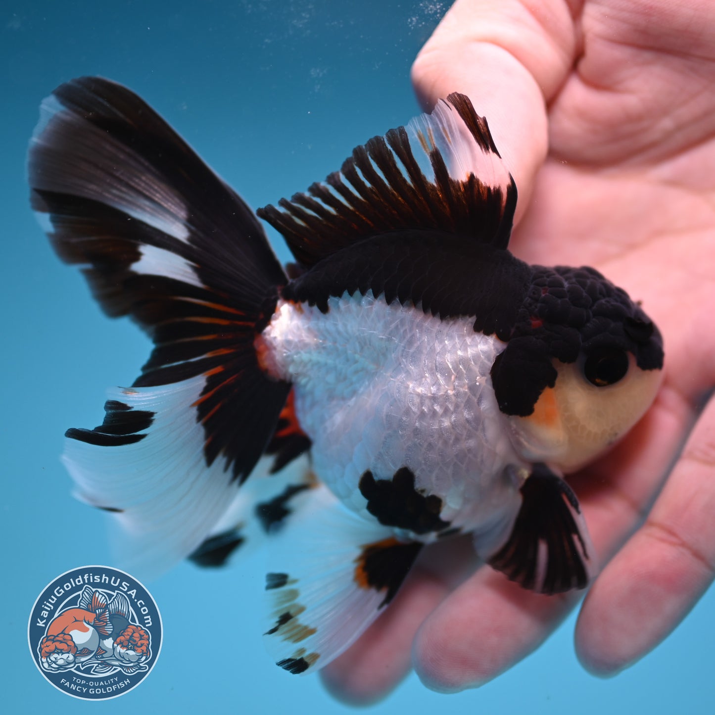 READ DESCRIPTION - Panda Butterfly Tail Oranda 3 inch Body (250822_OR15)
