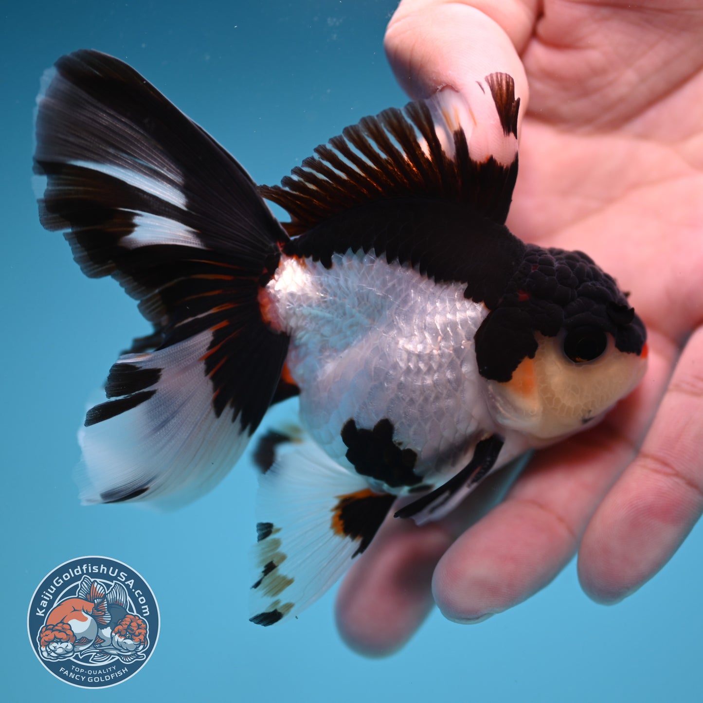 READ DESCRIPTION - Panda Butterfly Tail Oranda 3 inch Body (250822_OR15)