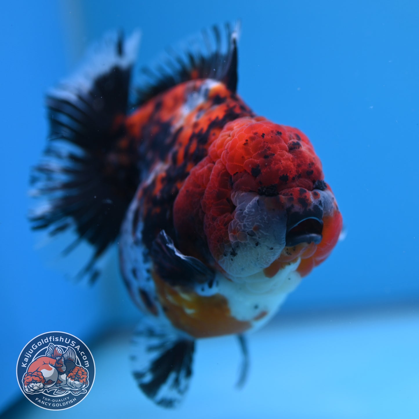 Shogun Godzilla Jumbo Calico Oranda 5 inch Body (250815_OR15)