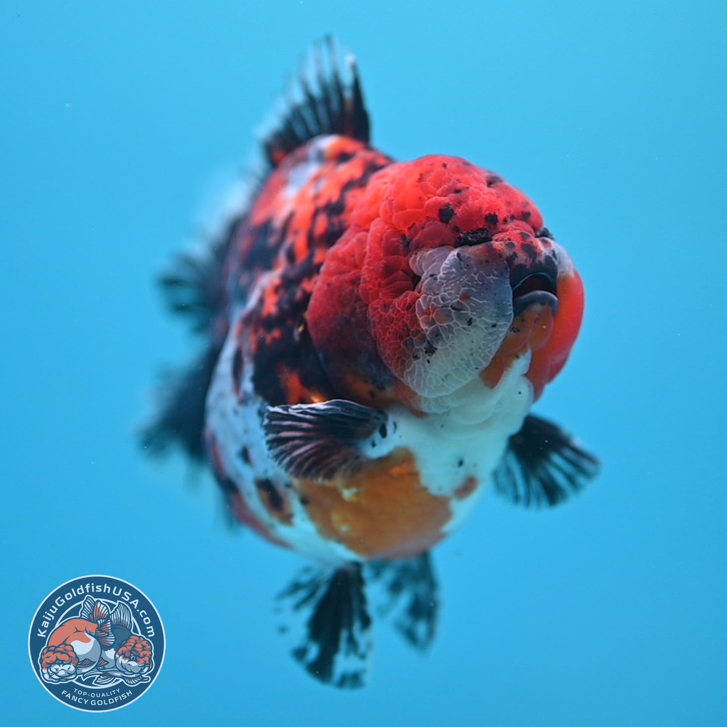 Shogun Godzilla Jumbo Calico Oranda 5 inch Body (250815_OR15)
