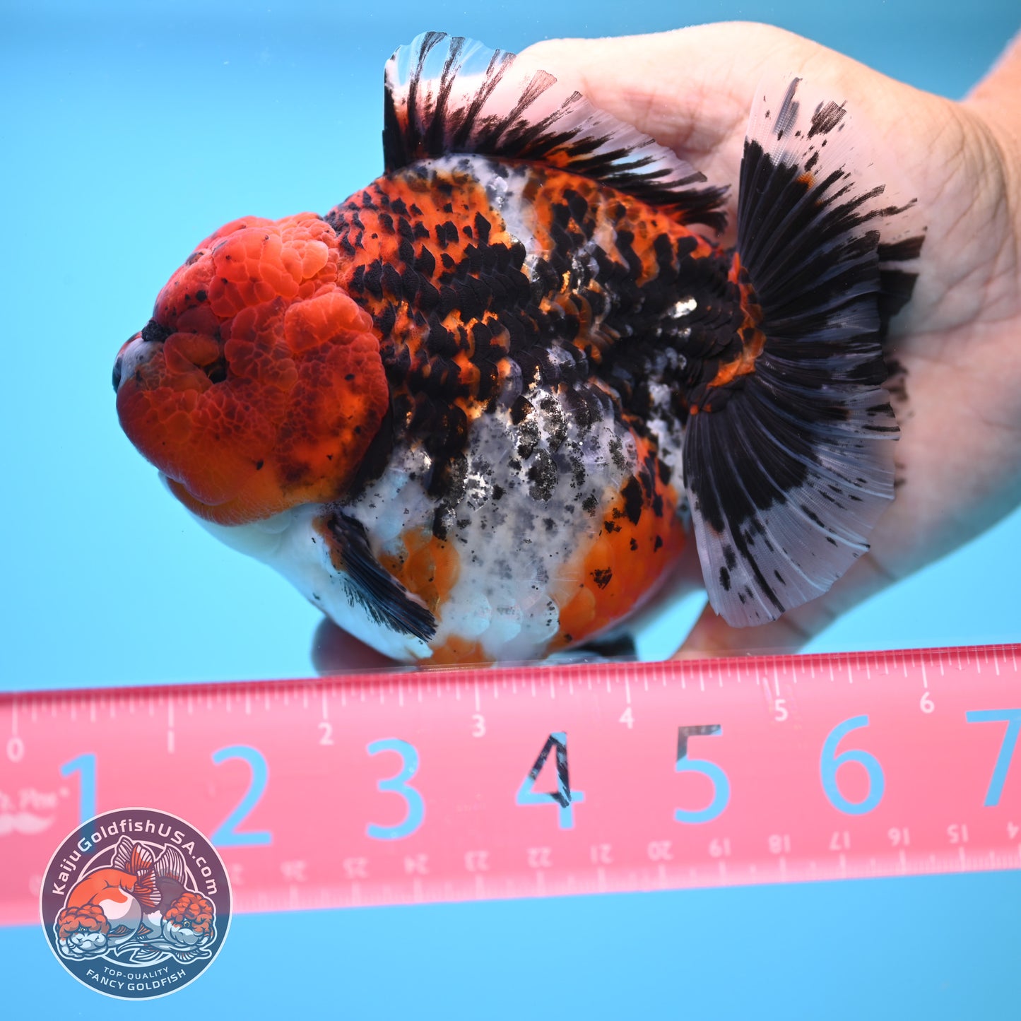 Shogun Godzilla Jumbo Calico Oranda 5 inch Body (250815_OR15)