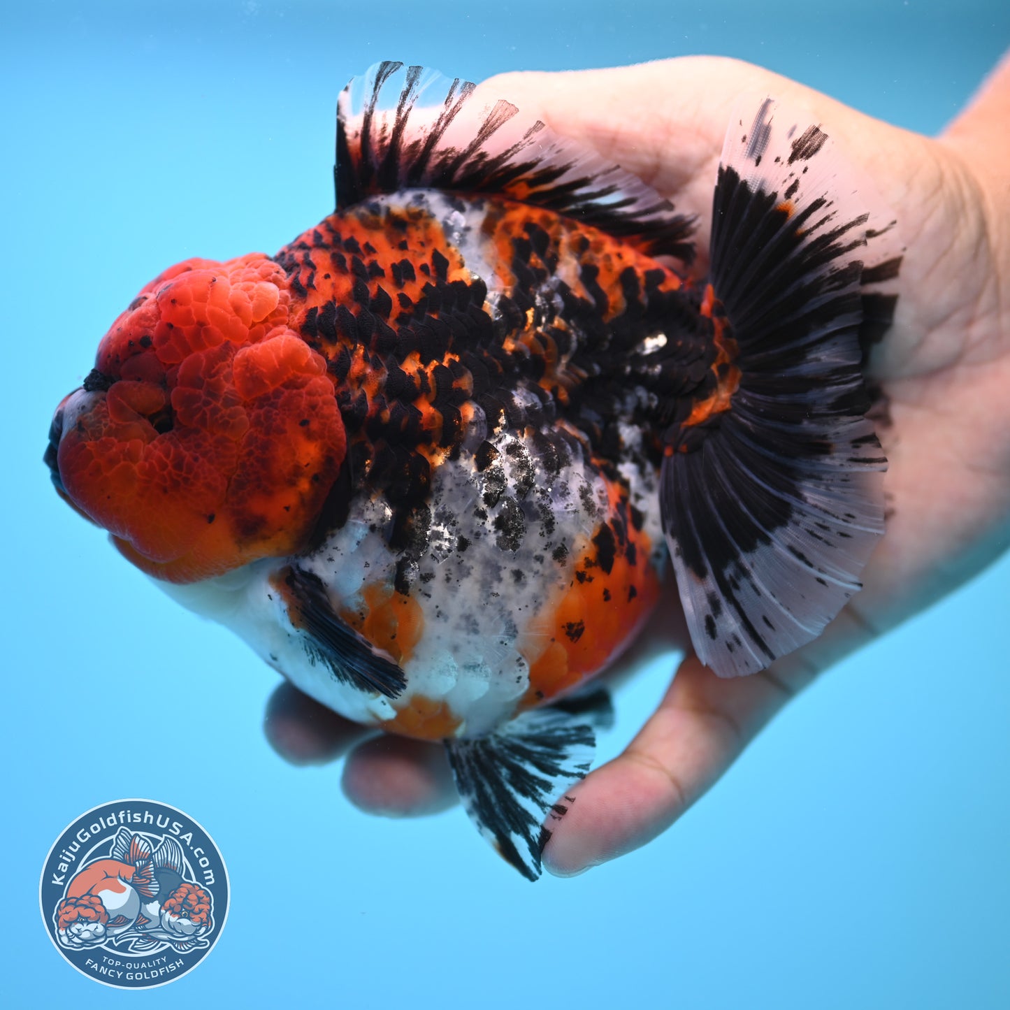 Shogun Godzilla Jumbo Calico Oranda 5 inch Body (250815_OR15)