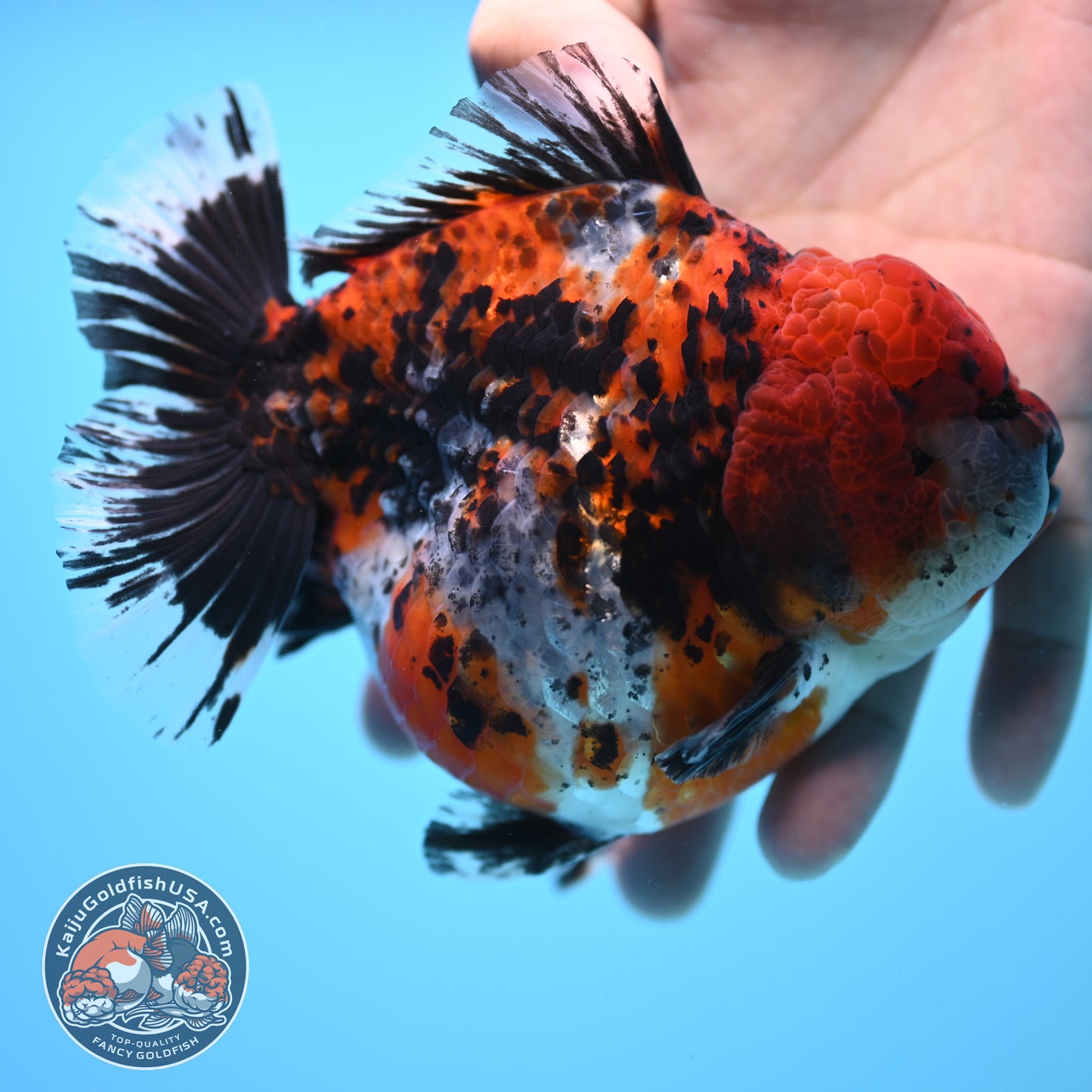 Shogun Godzilla Jumbo Calico Oranda 5 inch Body (250815_OR15)