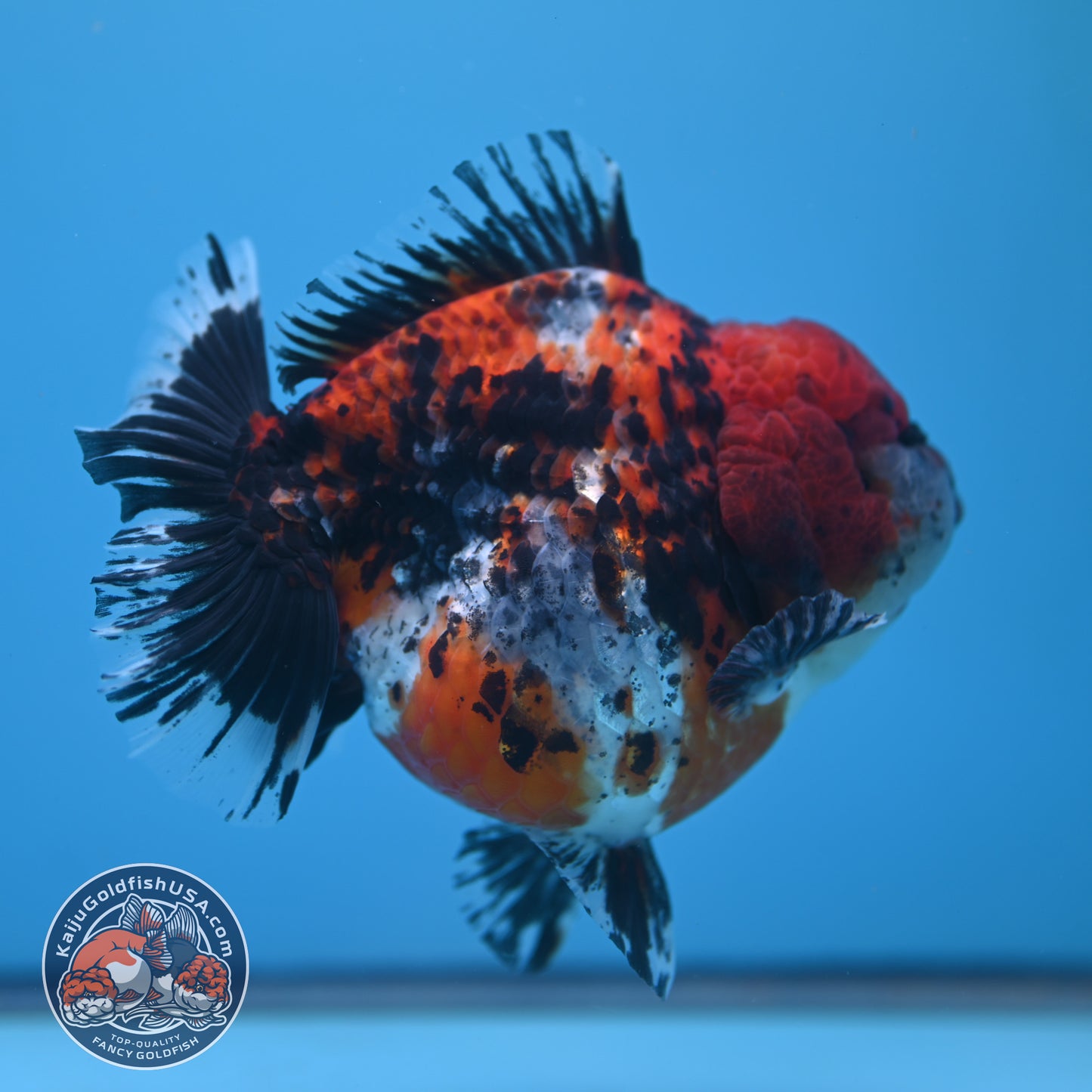 Shogun Godzilla Jumbo Calico Oranda 5 inch Body (250815_OR15)