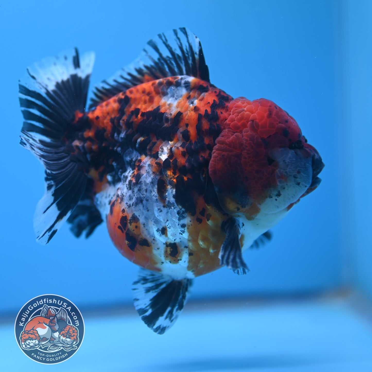 Shogun Godzilla Jumbo Calico Oranda 5 inch Body (250815_OR15)