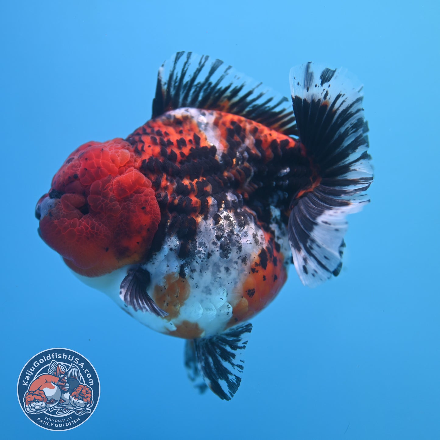 Shogun Godzilla Jumbo Calico Oranda 5 inch Body (250815_OR15)