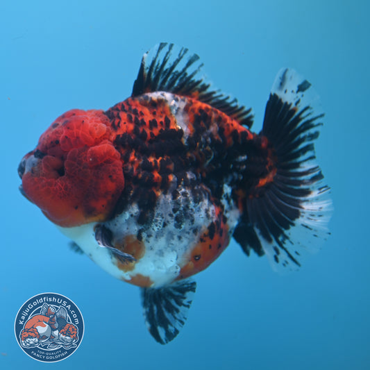 Shogun Godzilla Jumbo Calico Oranda 5 inch Body (250815_OR15)
