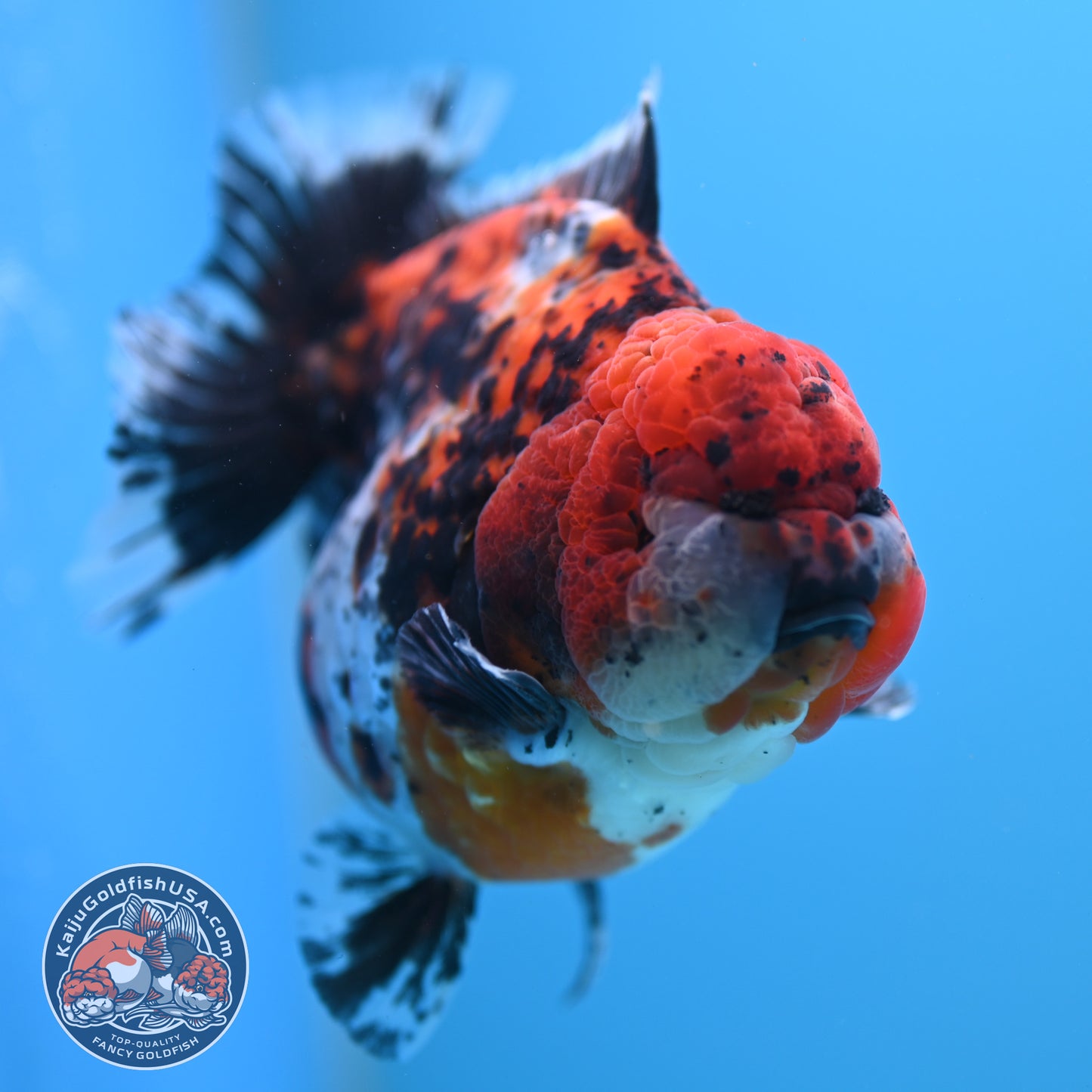 Shogun Godzilla Jumbo Calico Oranda 5 inch Body (250815_OR15)