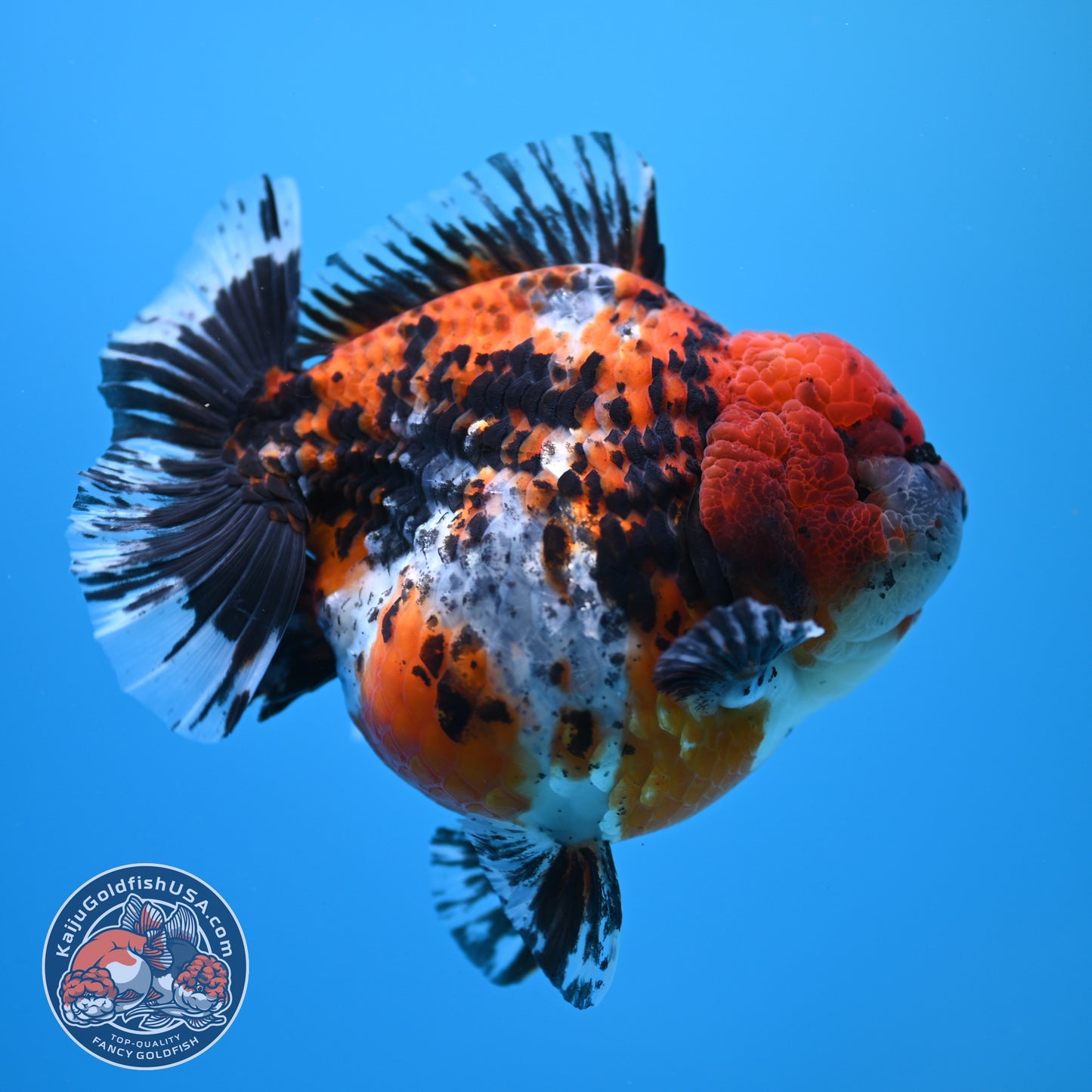 Shogun Godzilla Jumbo Calico Oranda 5 inch Body (250815_OR15)