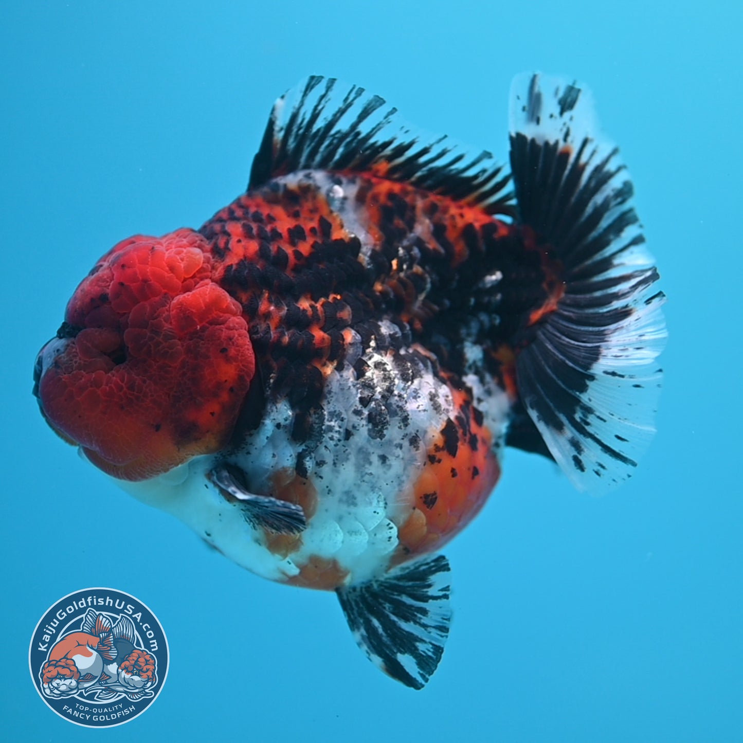 Shogun Godzilla Jumbo Calico Oranda 5 inch Body (250815_OR15)