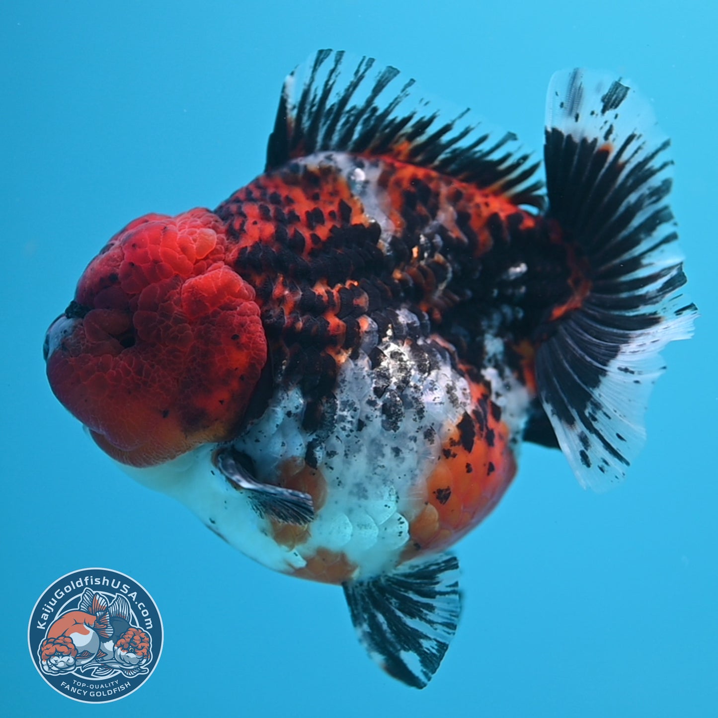 Shogun Godzilla Jumbo Calico Oranda 5 inch Body (250815_OR15)