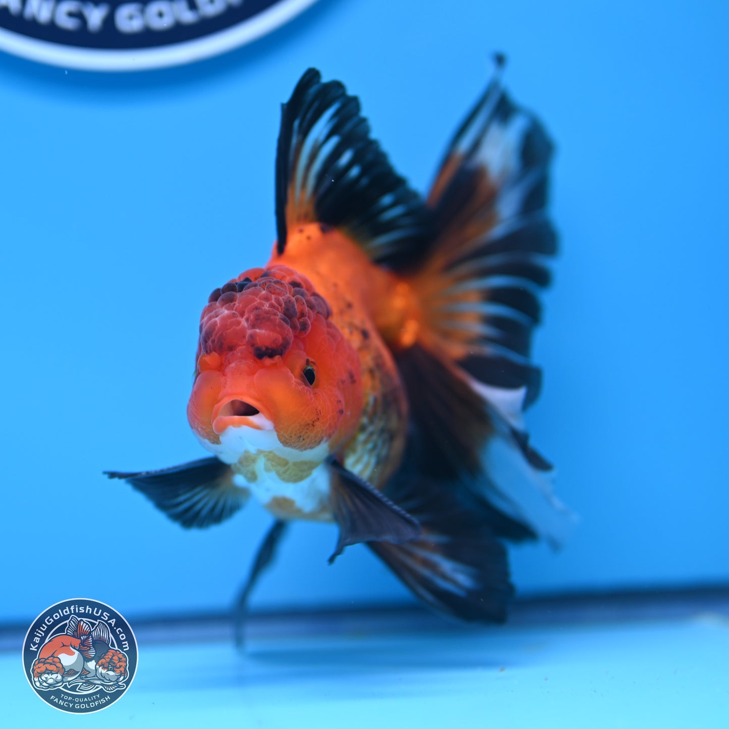 Apache Rose Tail Oranda 3in Body (240830_OR15) - Kaiju Goldfish USA