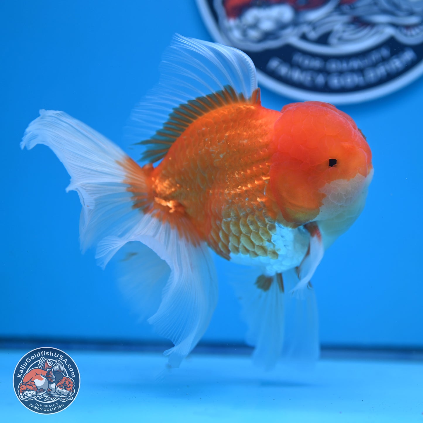 Red White Rose Tail Oranda 4-6.5 inches (240906_OR15) - Kaiju Goldfish USA