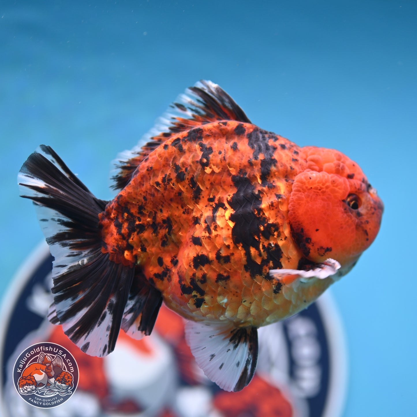 Shogun Tiger Oranda 4 inches Body - Male (250131_OR15)