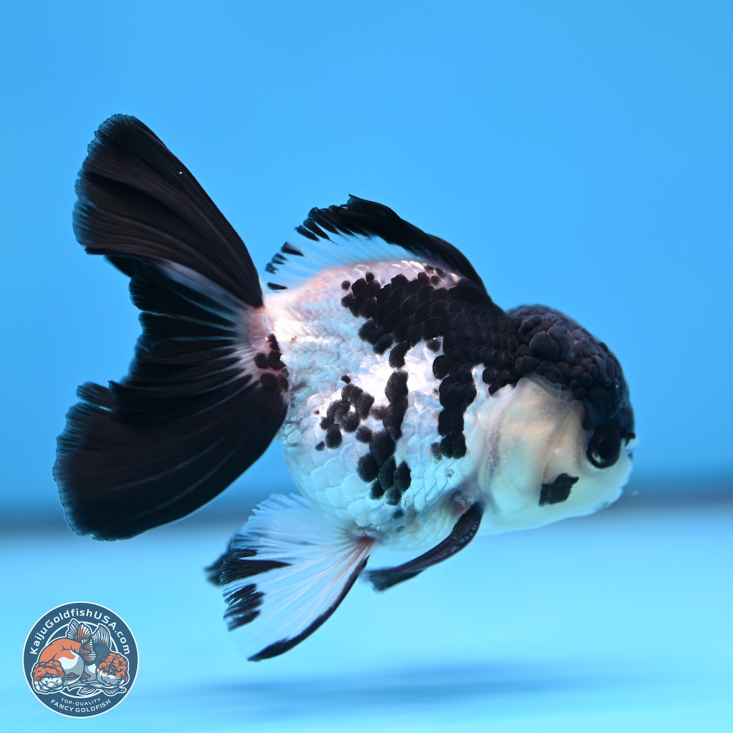 Black Cap Panda Rose Tail Oranda 2.8 inches Body - Male (250314_OR15)